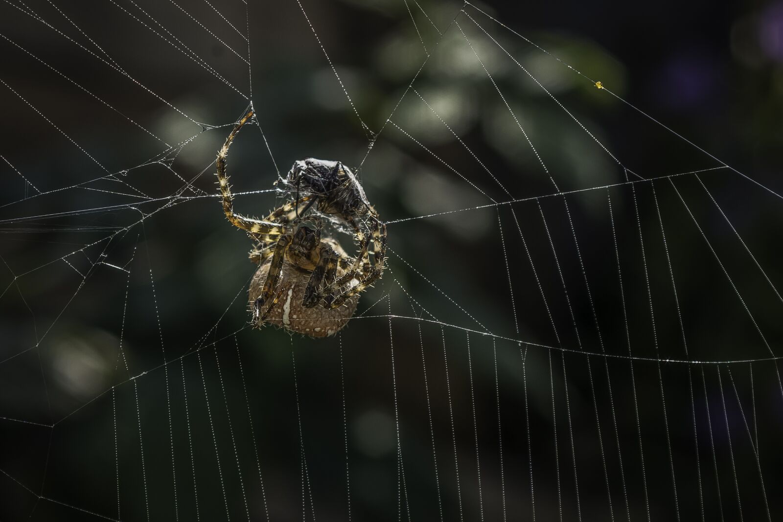 smc PENTAX-FA 28-80mm F3.5-5.6 sample photo. Araneus, spider, cobweb photography