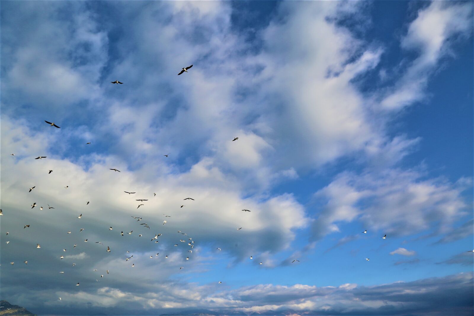Canon EF 24-105mm F4L IS USM sample photo. Birds, clouds, sky photography