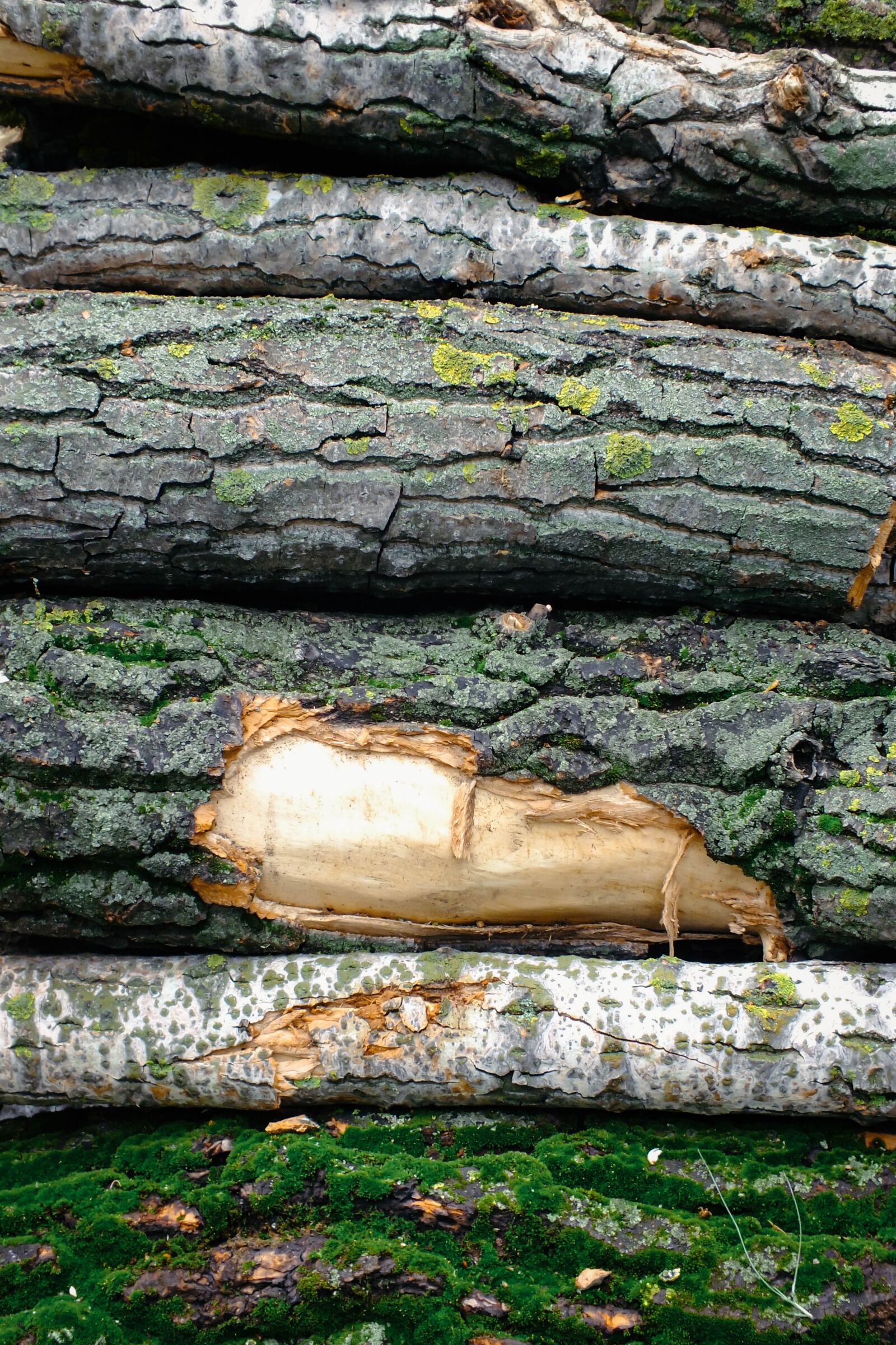 Fujifilm FinePix HS25EXR sample photo. Pile, trunk, bark photography