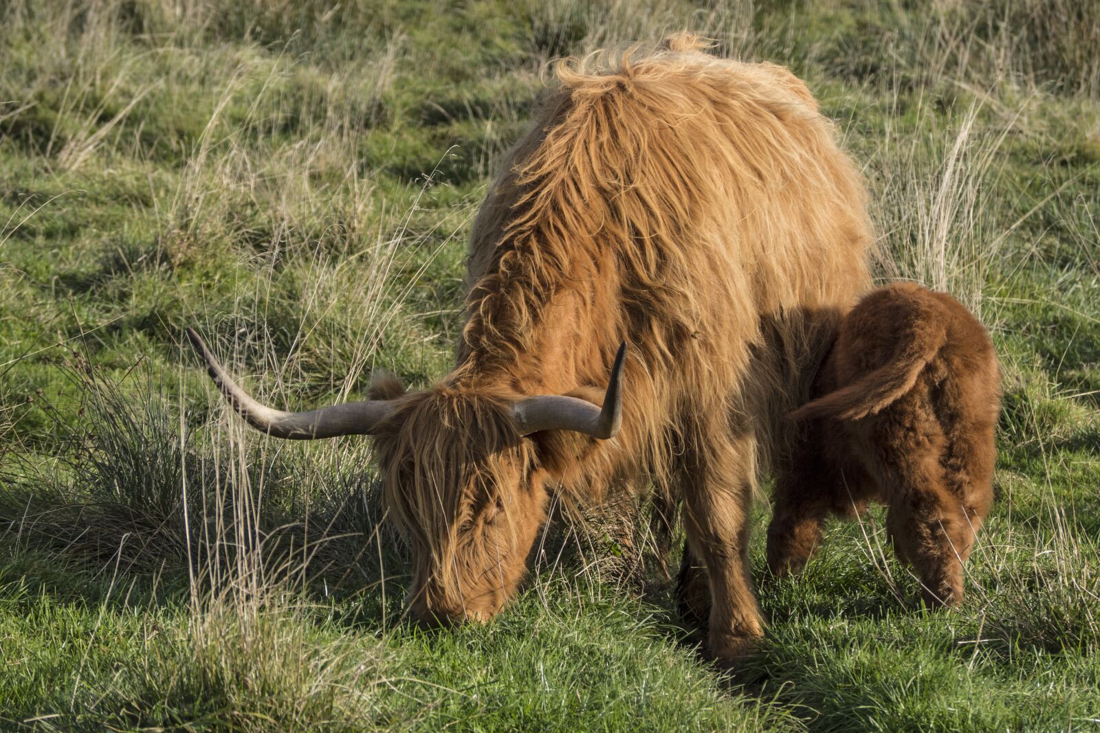 Olympus OM-D E-M10 sample photo. Galloway, beef, calf photography