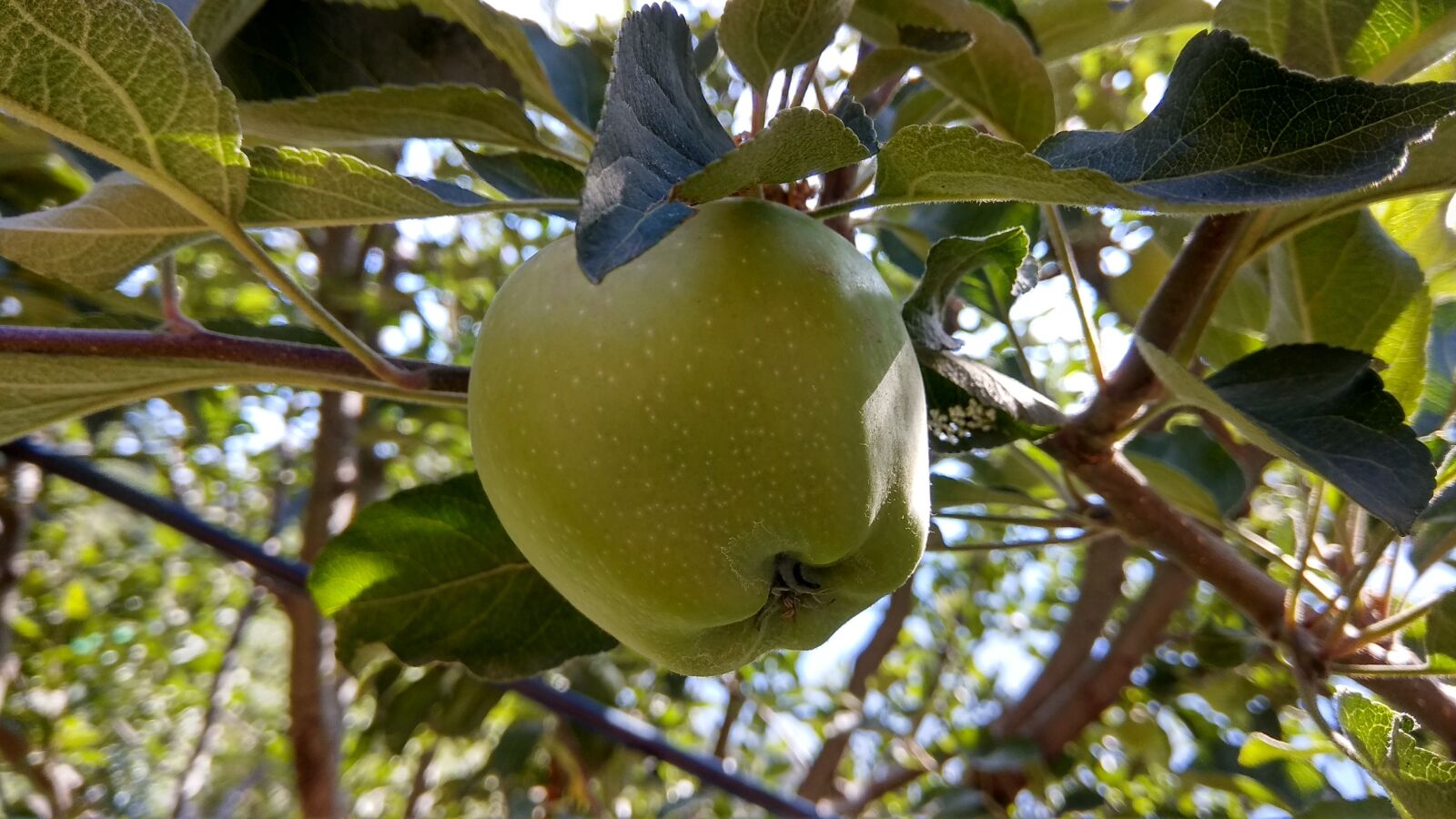 Xiaomi Redmi Note 4 sample photo. Apples, green apples, apple photography