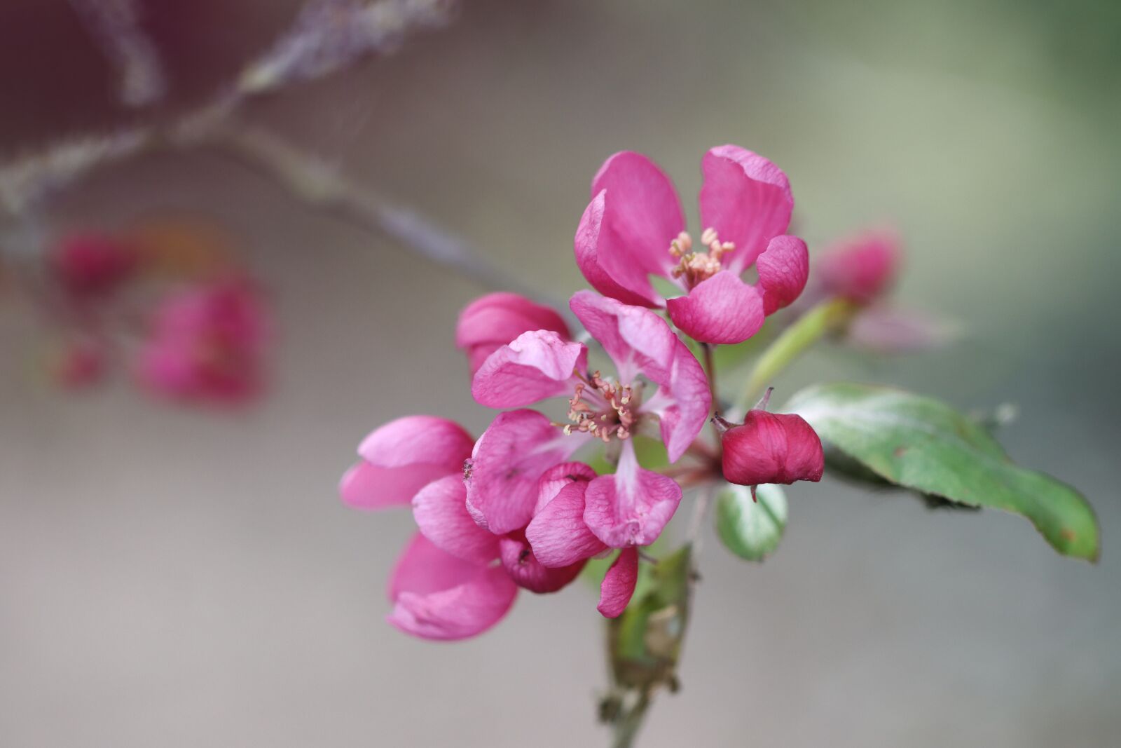 Canon EOS 90D sample photo. Malus, flower, apple photography