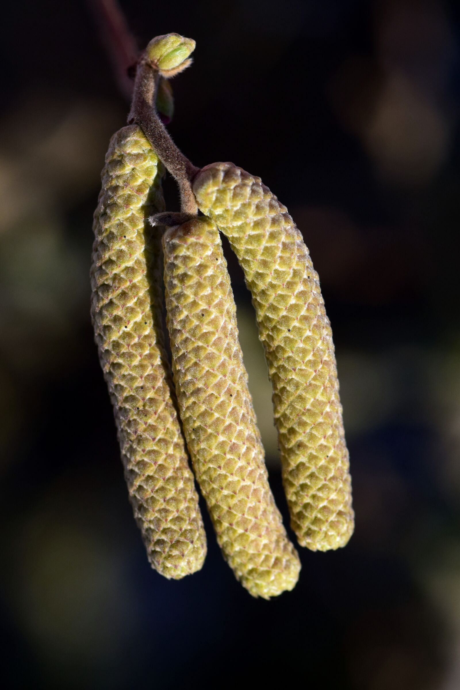 Nikon D3300 sample photo. Nut, walnut, spring photography
