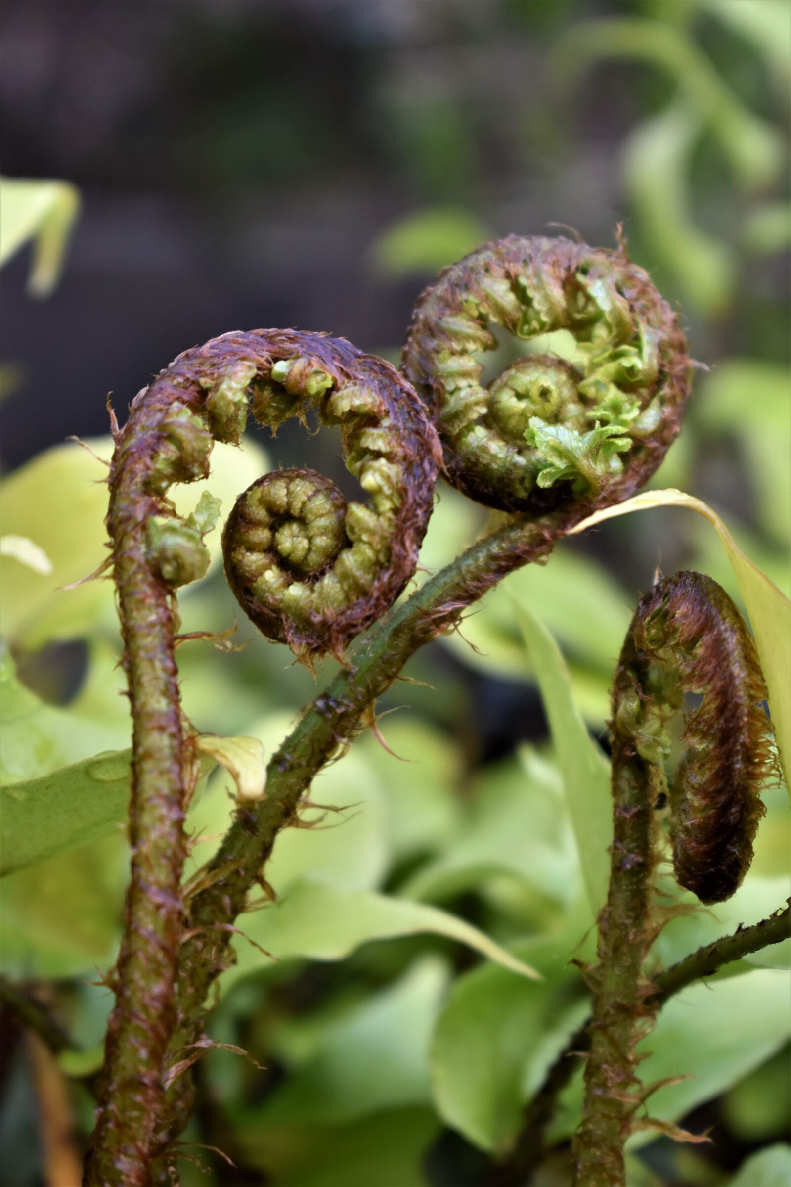 Nikon D5500 sample photo. Fern, fern leaf, leaf photography