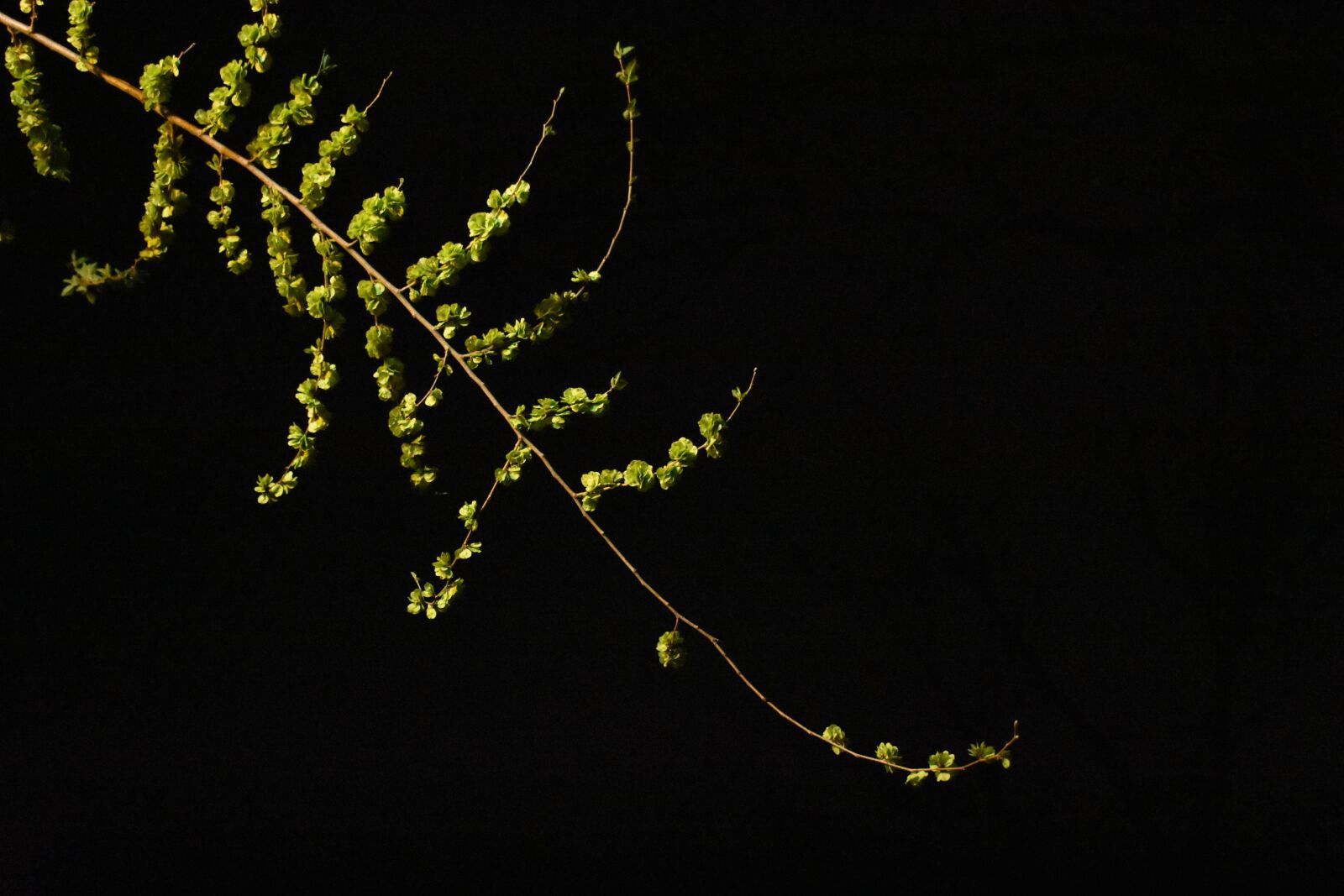 Nikon D3400 sample photo. Branches, sprout, green leaf photography