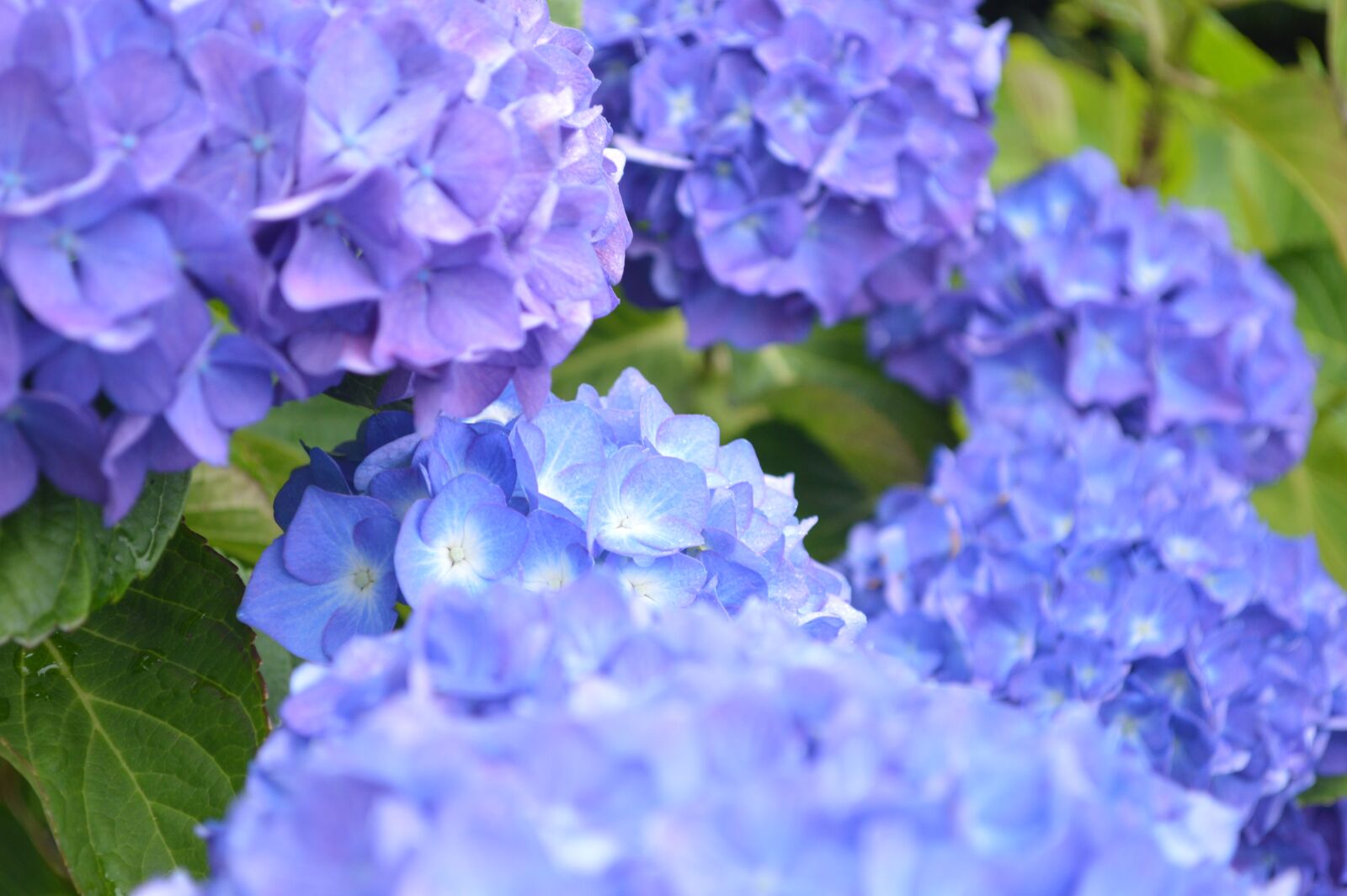 Nikon D3200 sample photo. Close, up, of, purple photography