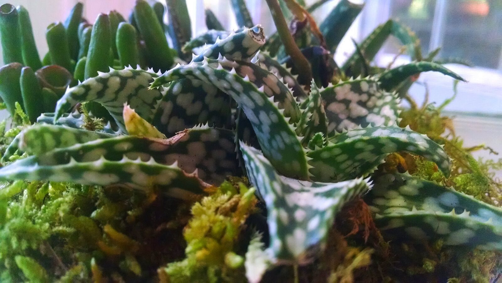 Motorola Moto X (1st Gen) sample photo. Leaf, plant, ridge, spike photography