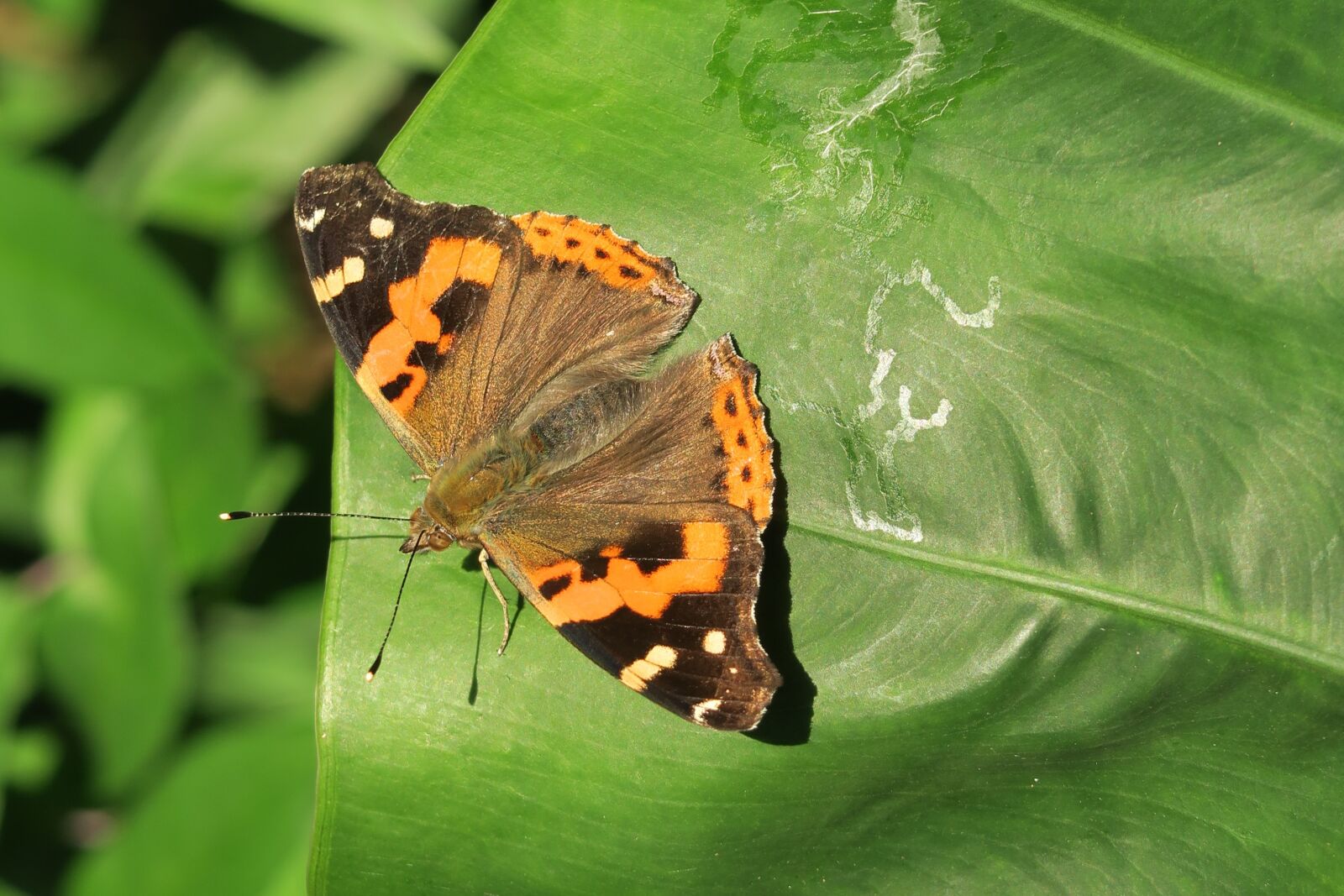 Canon PowerShot G7 X sample photo. Nature, insect, butterfly photography