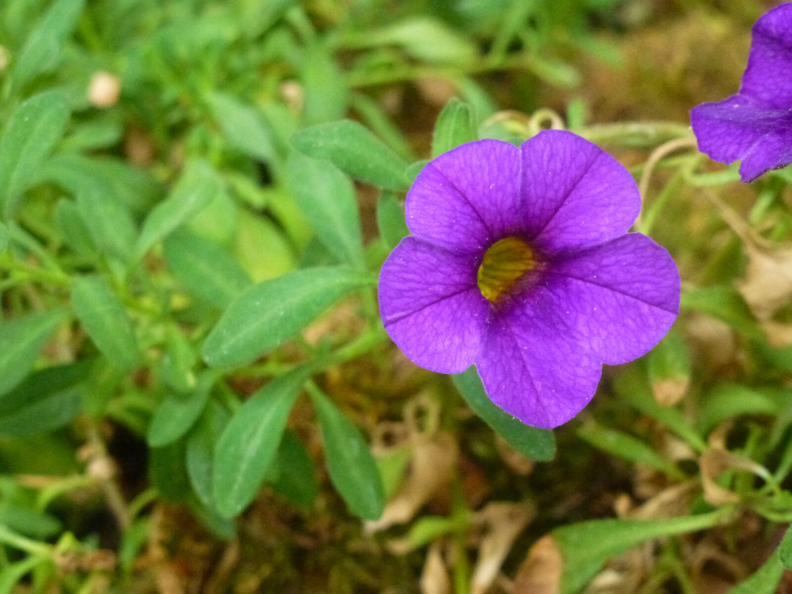Panasonic Lumix DMC-ZS10 (Lumix DMC-TZ20 / Lumix DMC-TZ22) sample photo. Flower, violet, purpeul photography