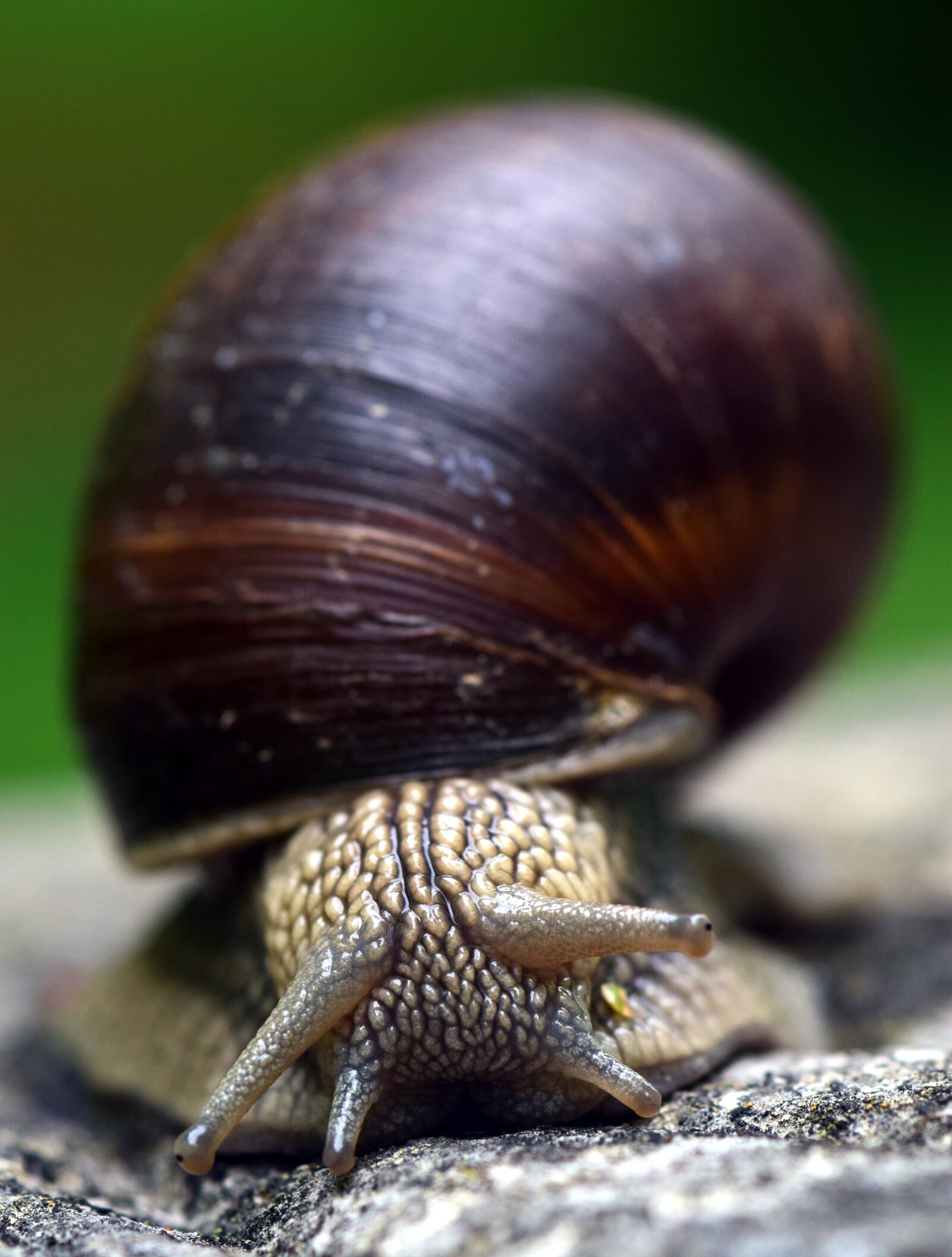 Nikon D3300 sample photo. Snail, shell, mollusk photography
