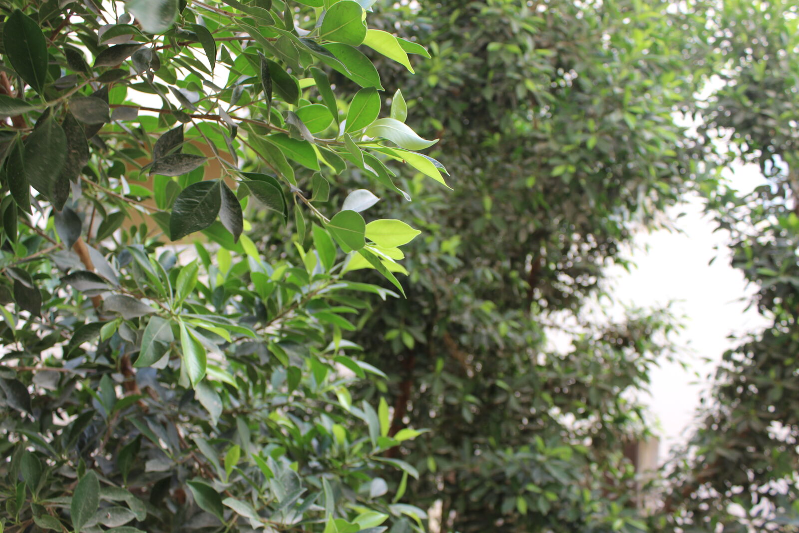 Canon EOS 600D (Rebel EOS T3i / EOS Kiss X5) sample photo. Green, green, leaf, nature photography