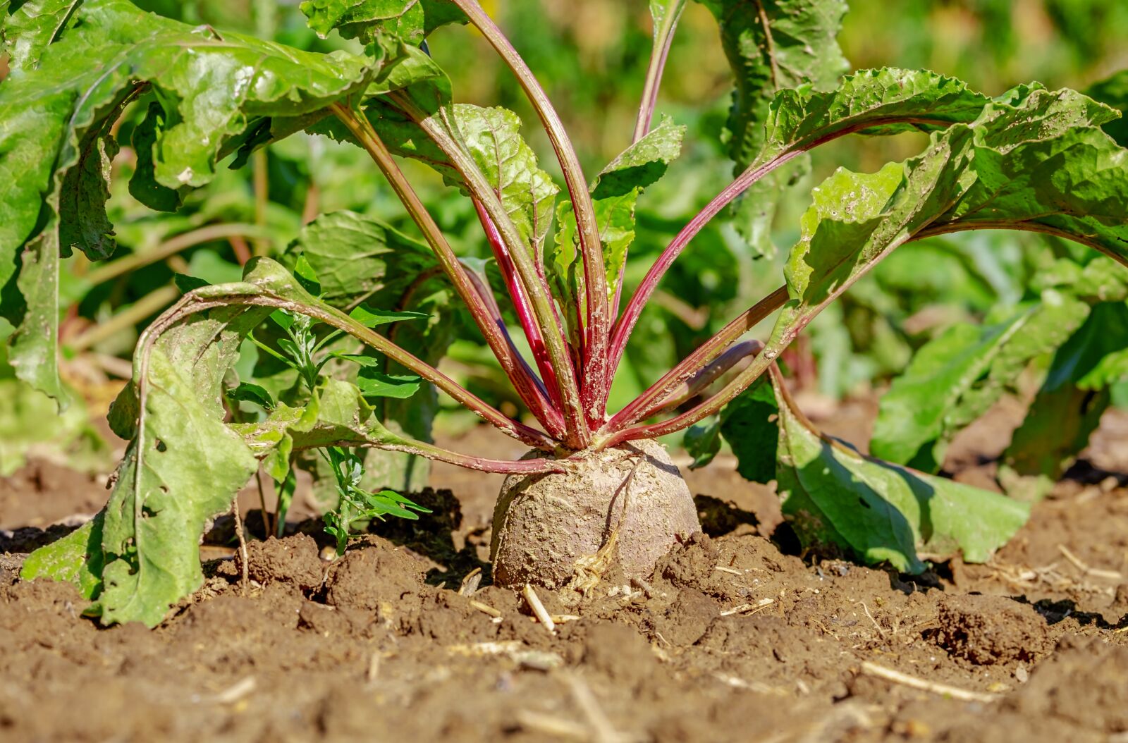 Fujifilm XF 55-200mm F3.5-4.8 R LM OIS sample photo. Beetroot, vegetables, plant photography