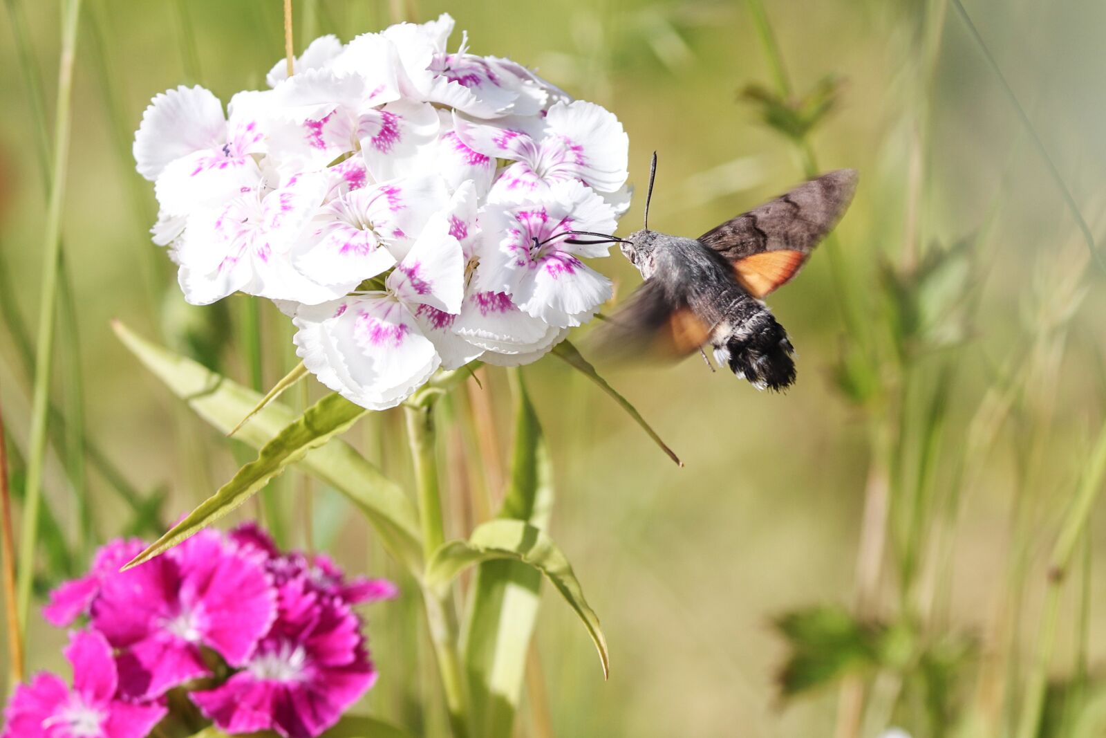 Canon EOS 200D (EOS Rebel SL2 / EOS Kiss X9) sample photo. Hummingbird hawk moth, macroglossum photography