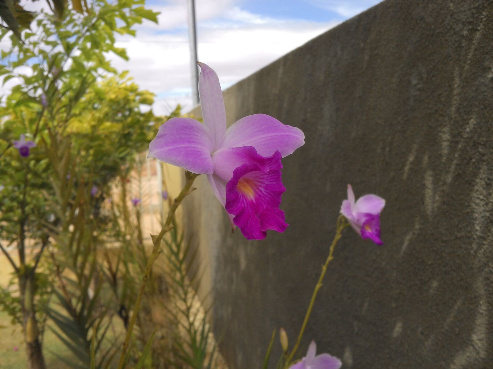 Motorola RAZR i sample photo. Flor, orquidea, flower photography