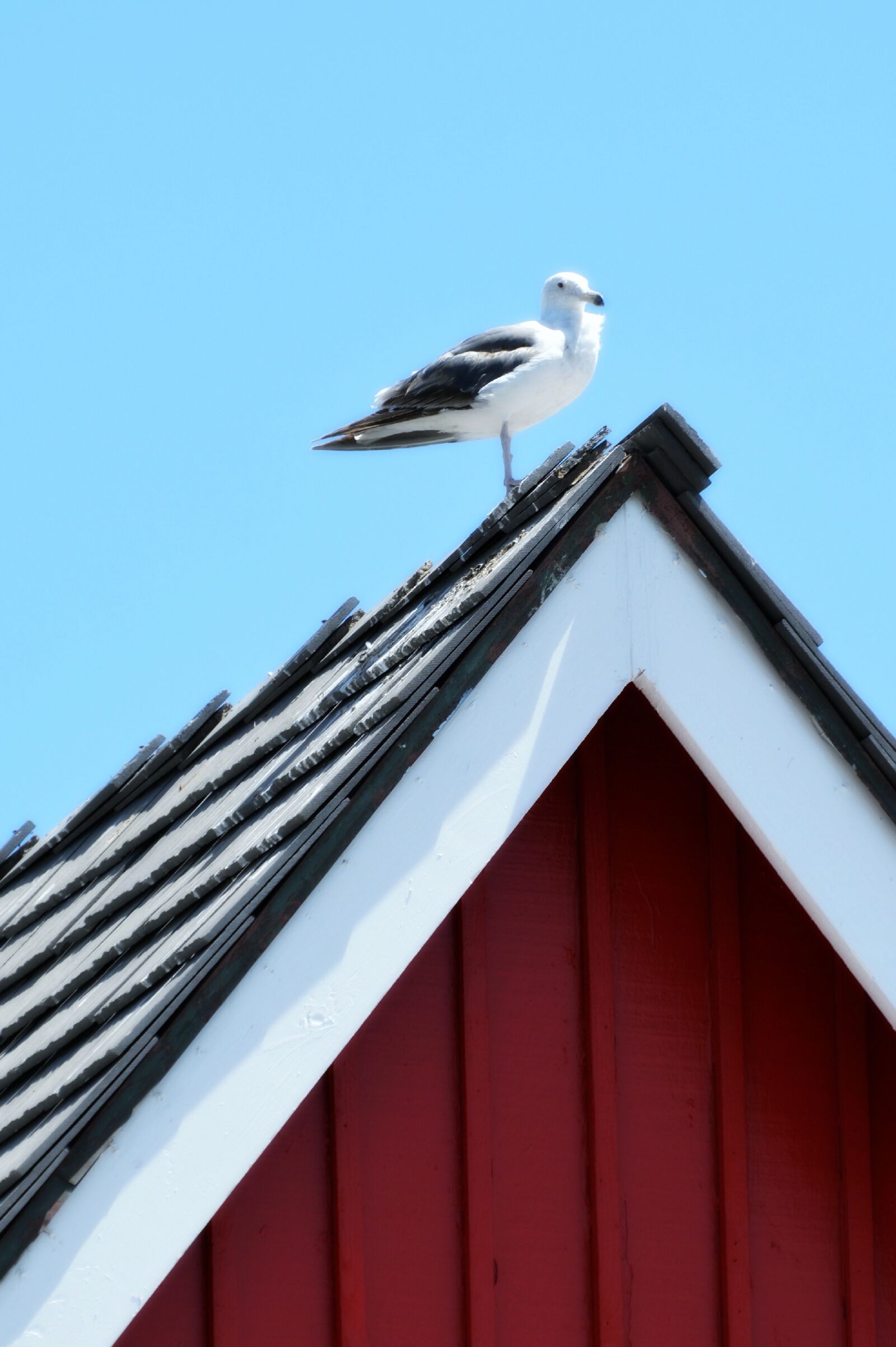 Nikon D3200 sample photo. Seagull, rooftop, perched photography