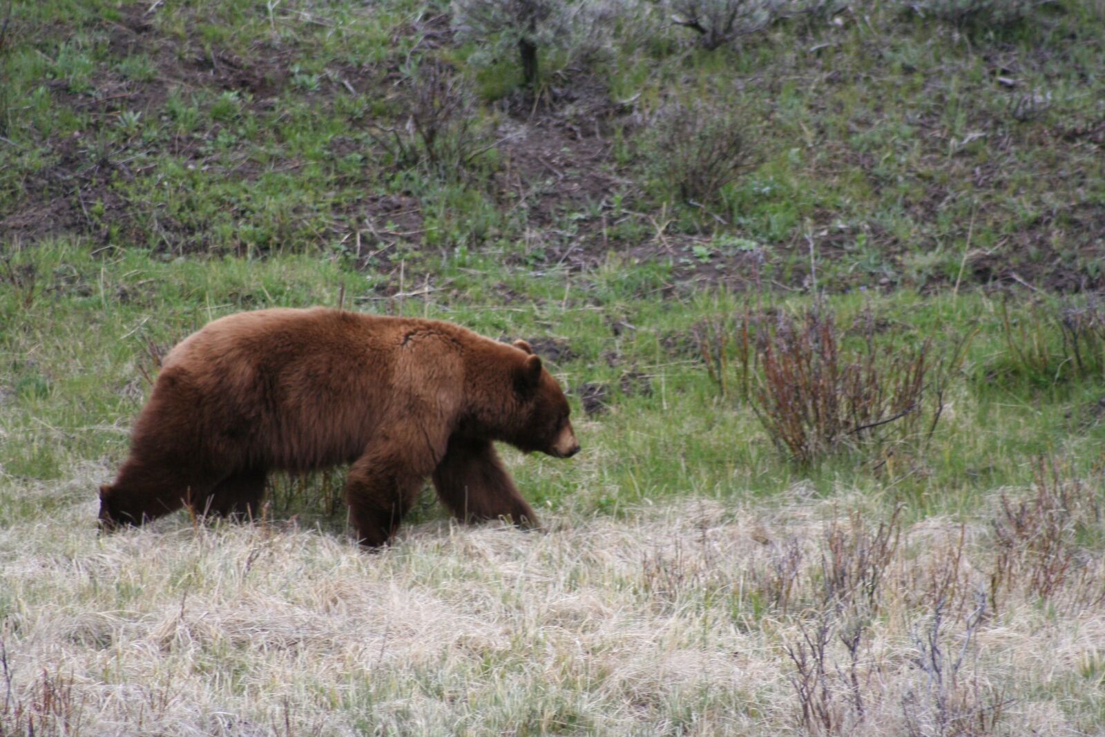 Canon EOS 350D (EOS Digital Rebel XT / EOS Kiss Digital N) sample photo. Bear, brown bear, mammal photography