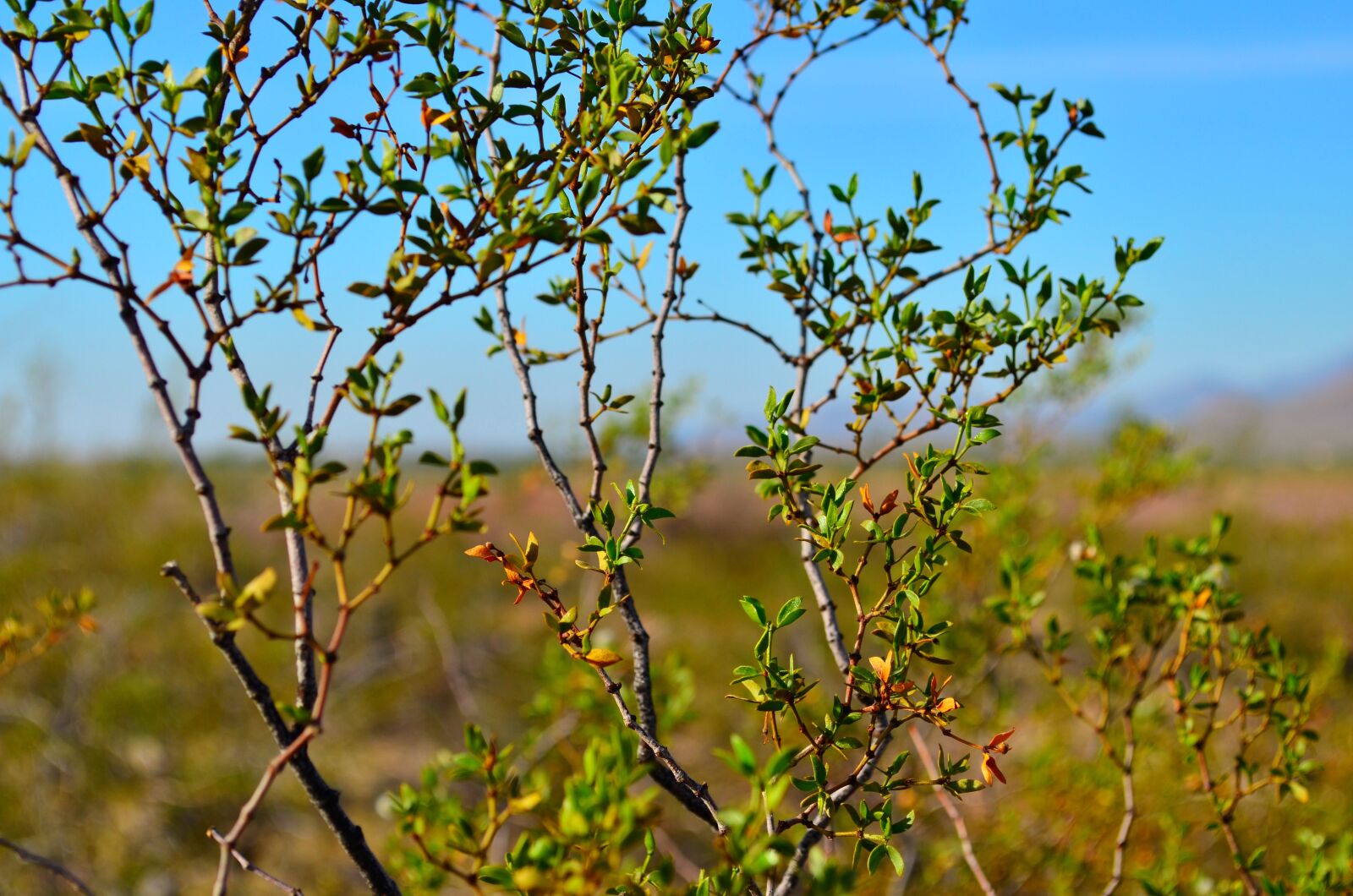 Nikon D5100 sample photo. Plant, desert, green photography