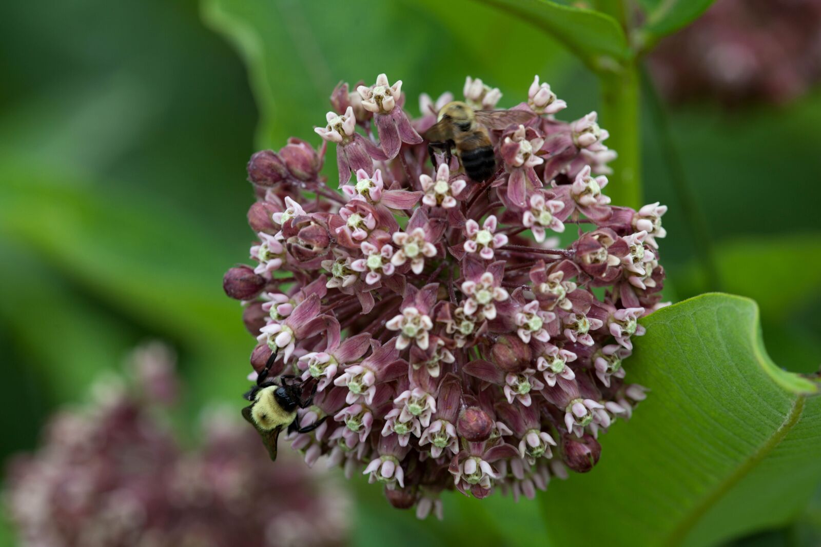 Canon EOS 5D Mark II sample photo. Purplish, flowering, milkweed, flower photography
