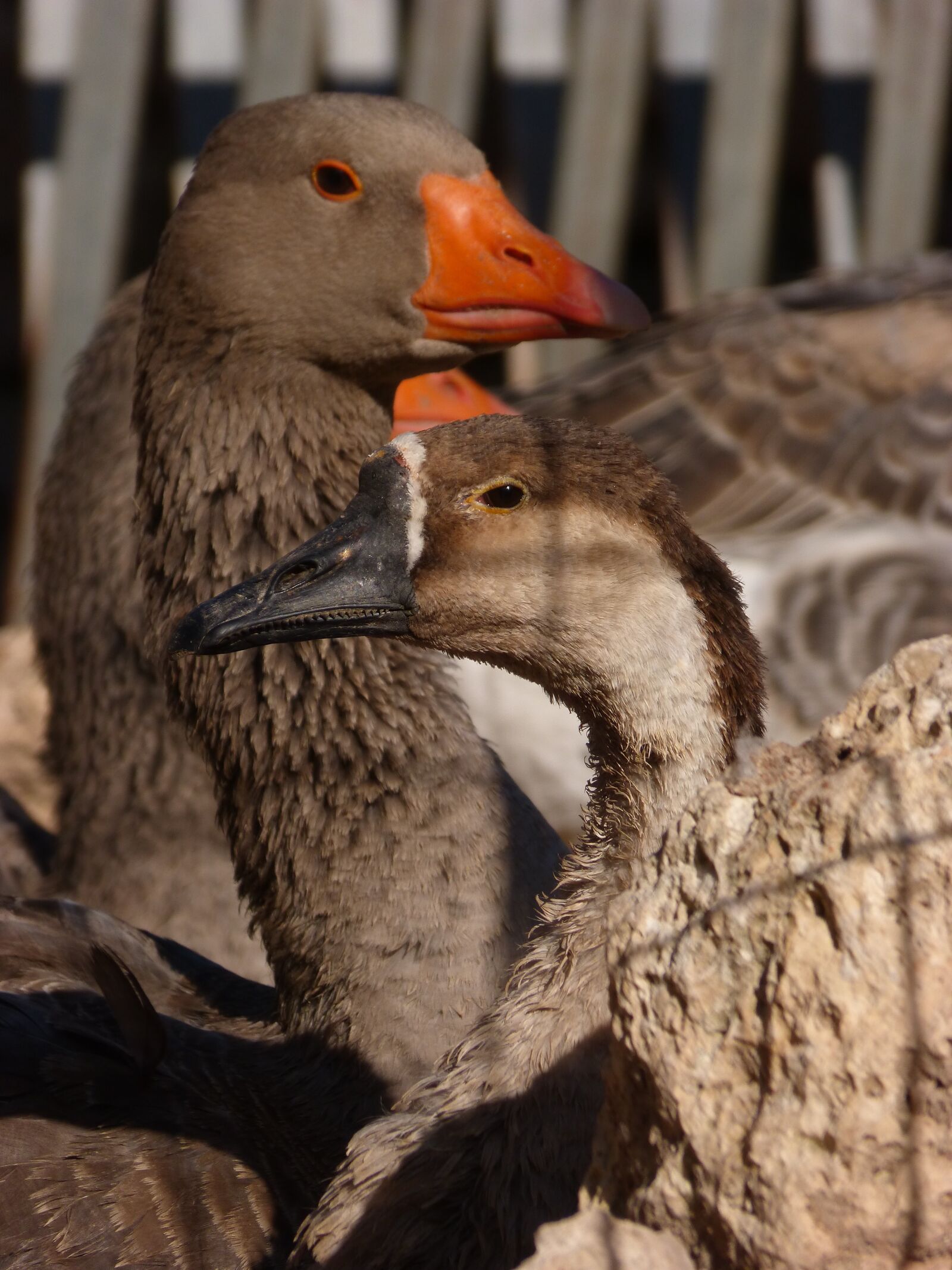 Panasonic DMC-FZ62 sample photo. Ducks, geese, poultry photography