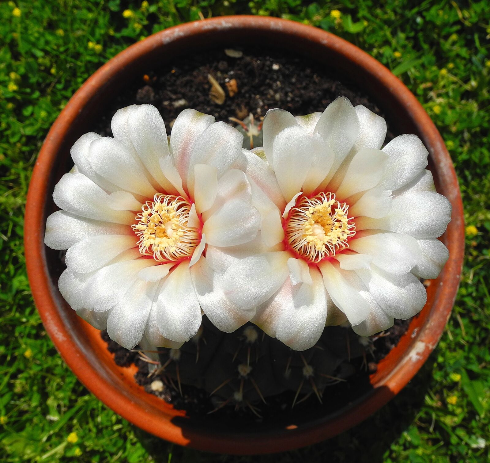 Nikon Coolpix P7000 sample photo. Cactus, cactus flower, flower photography