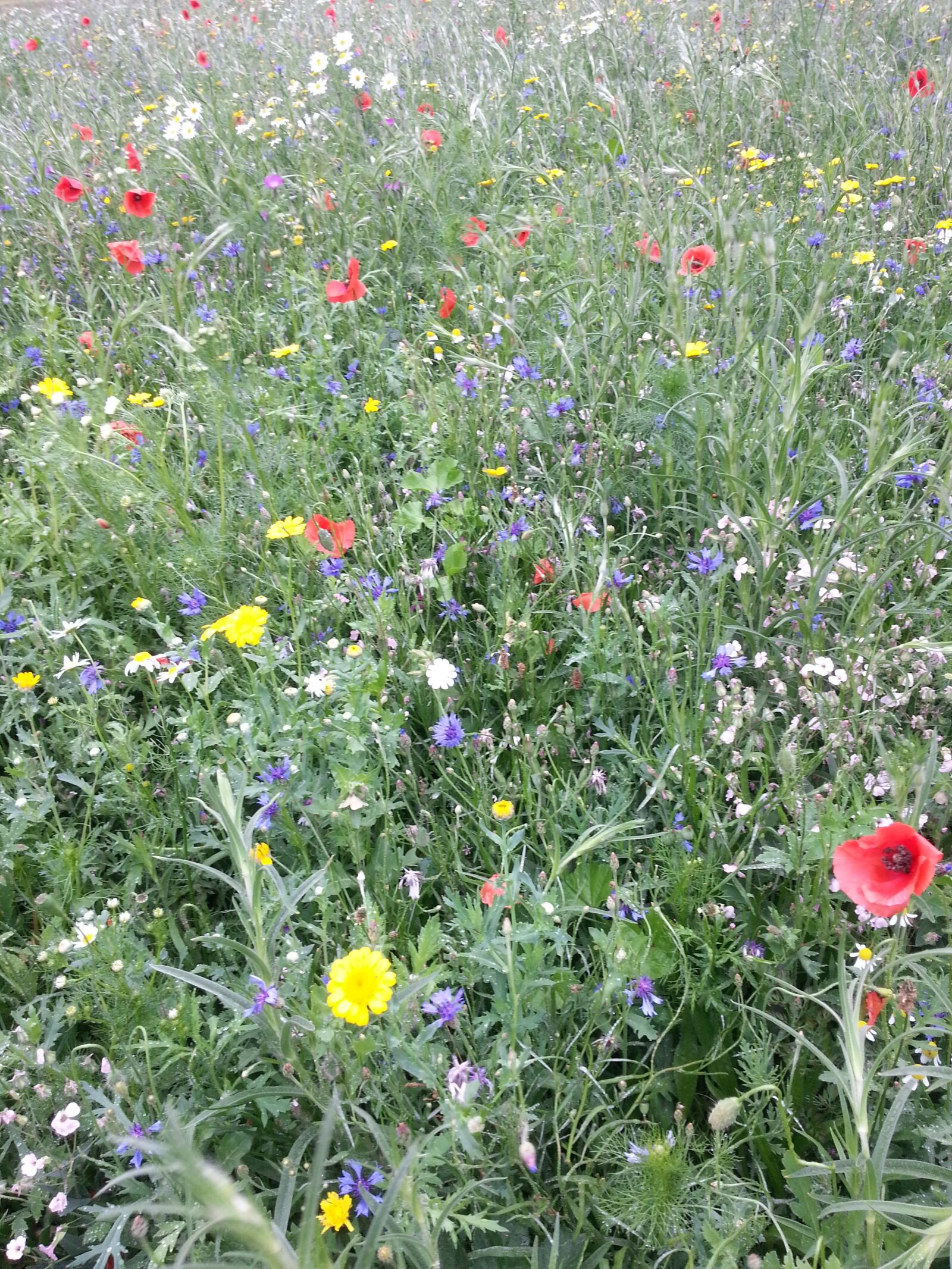 Samsung Galaxy S3 sample photo. Flowers, field, flower field photography