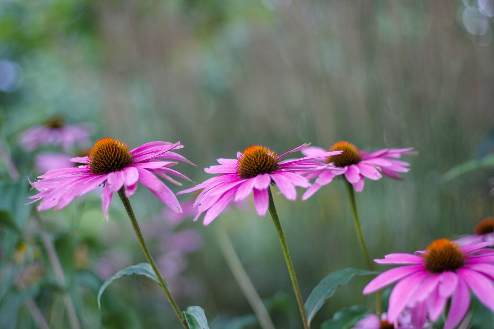 Canon EOS 60D + Canon EF 50mm F1.8 II sample photo. Flowers, bokeh, nature photography