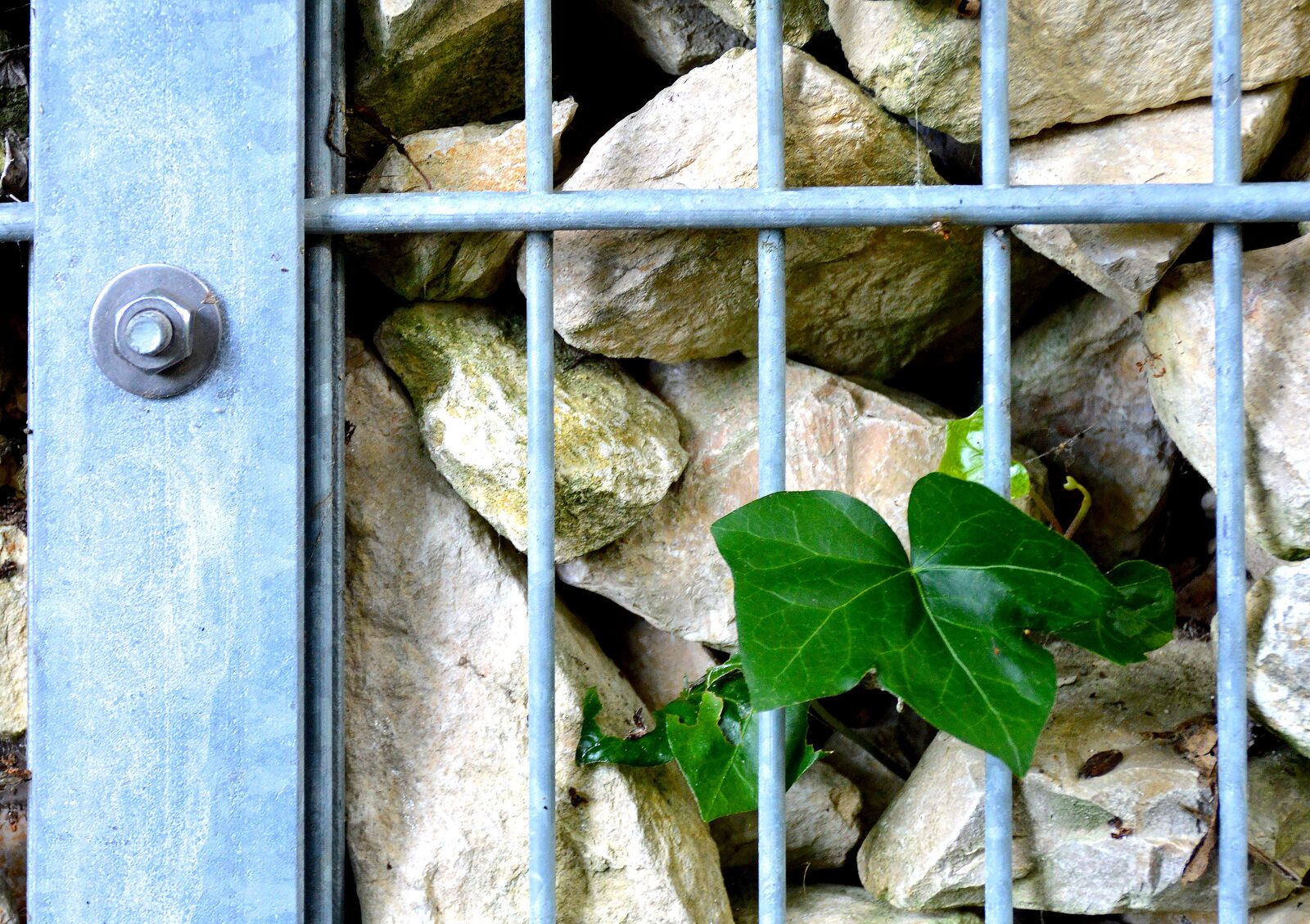 Nikon D3200 sample photo. Grid, stones, leaf photography