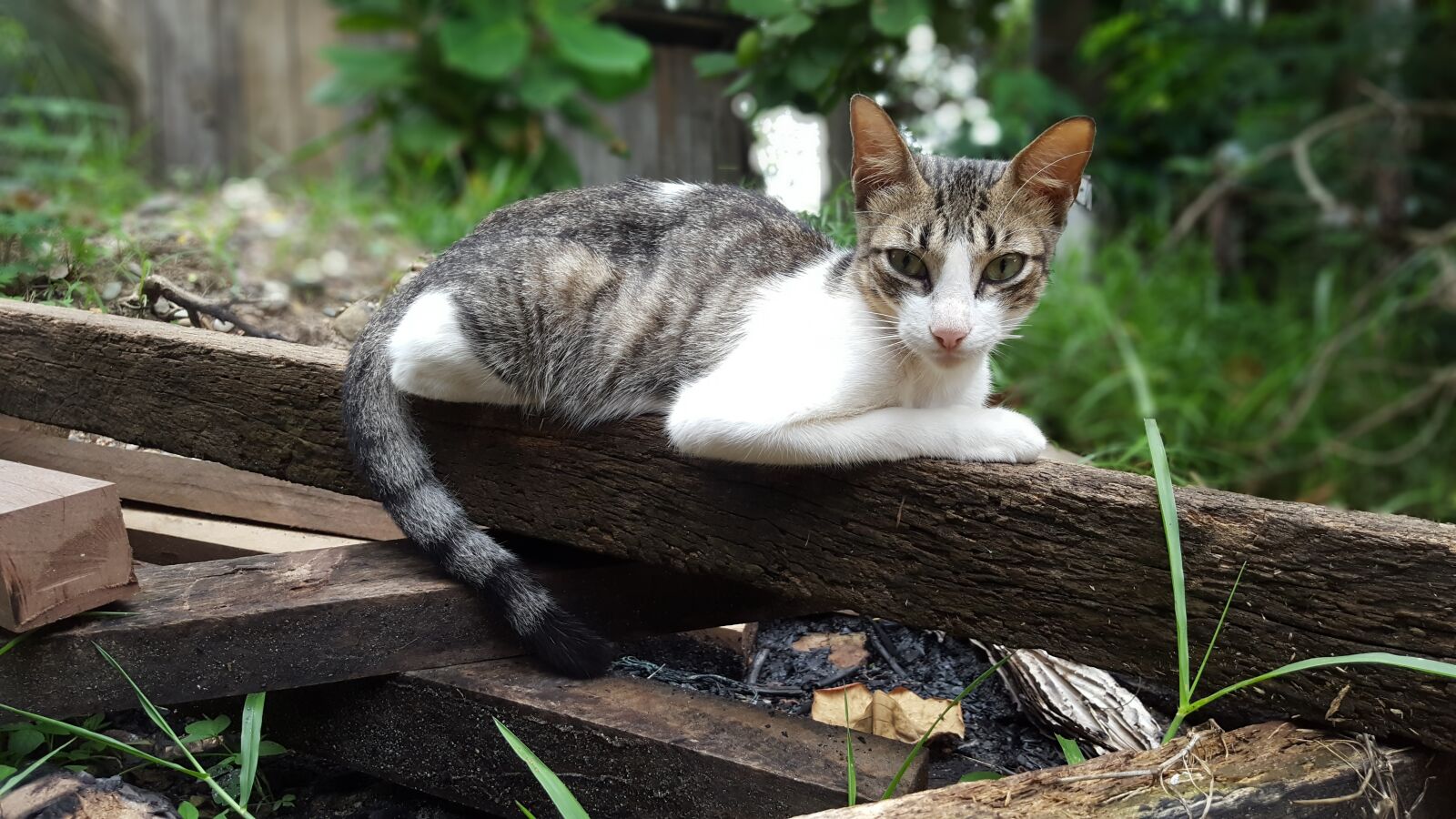 Samsung Galaxy S6 sample photo. Nature, animalia, nice photography