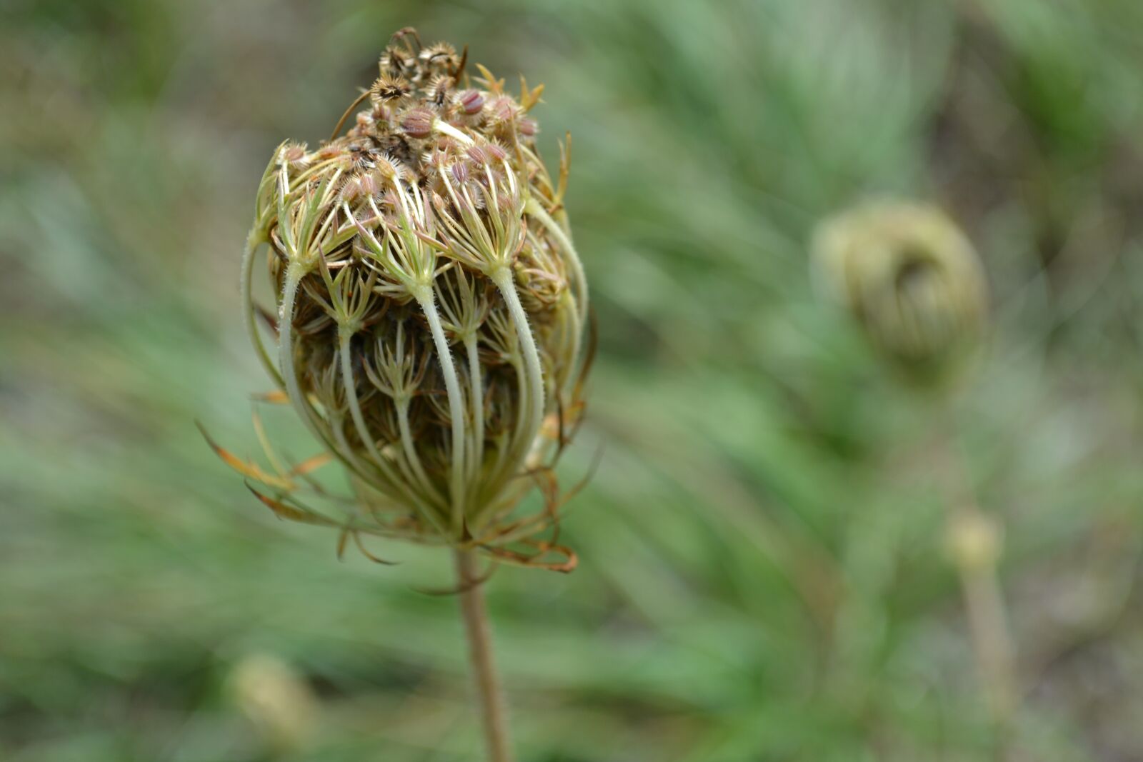Nikon D3100 sample photo. Flower, thistles, wild carrot photography
