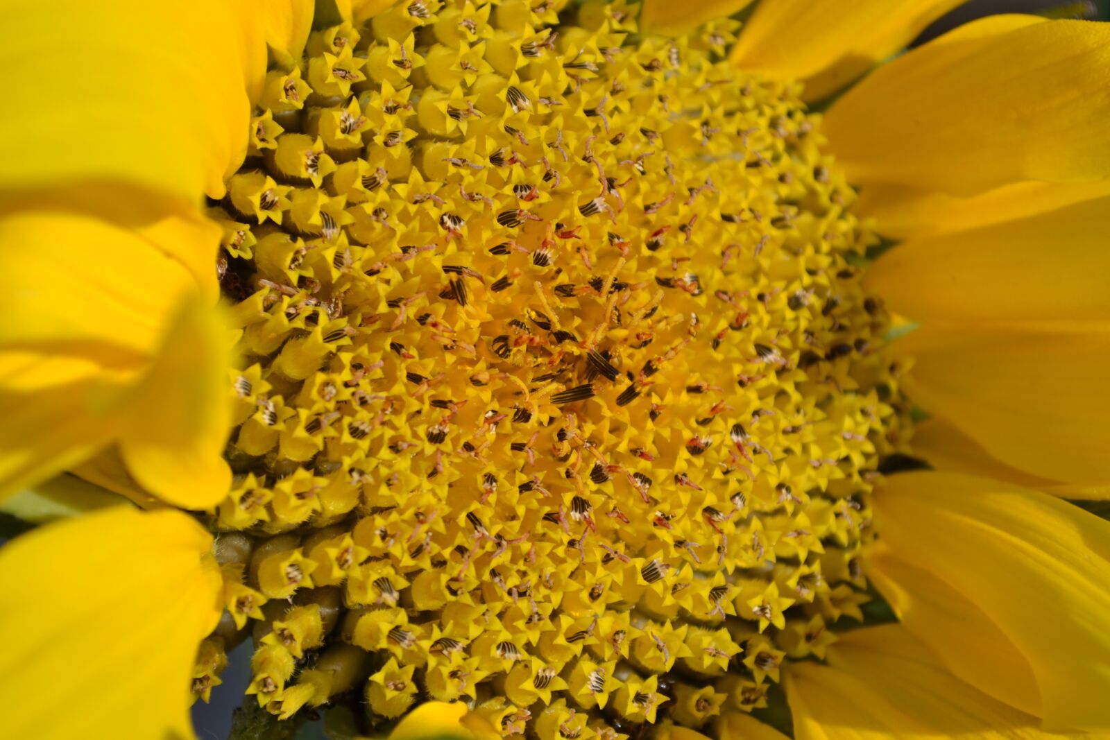 Nikon D3100 sample photo. Sunflower, yellow, head photography