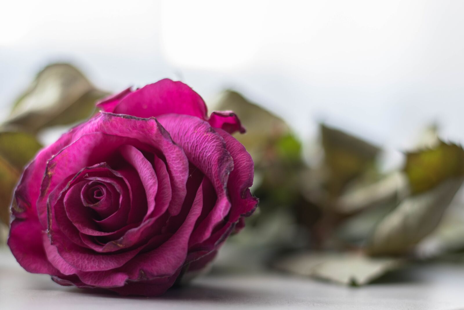Canon EOS 80D sample photo. Rose, dying, flower photography