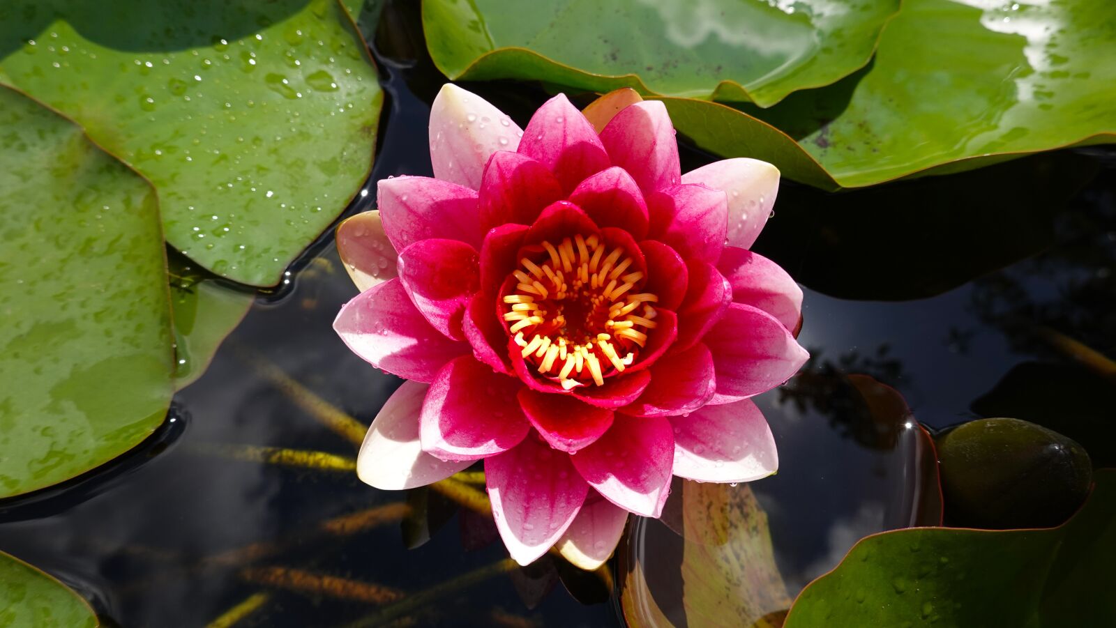 Sony Cyber-shot DSC-RX100 VI sample photo. Water lily, pond, water photography