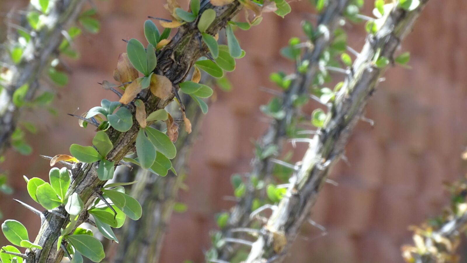 Sony Cyber-shot DSC-HX400V sample photo. Prickly, arizona, cactus photography