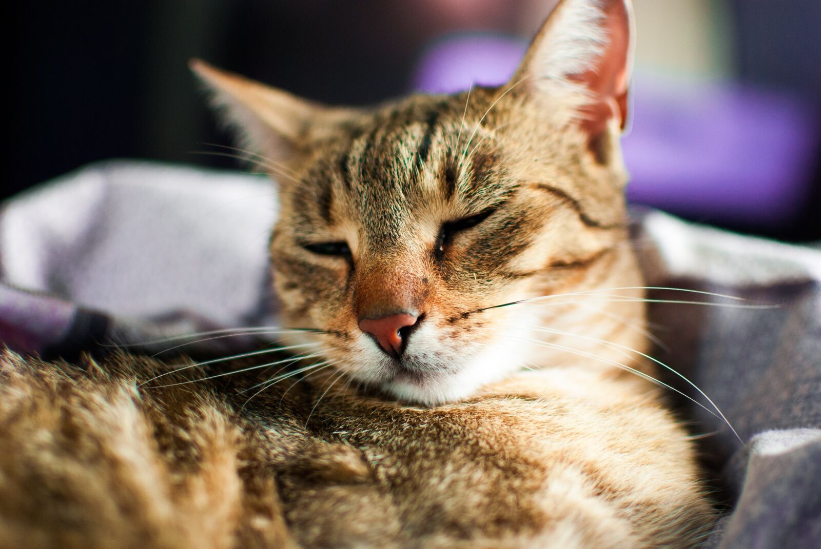 Nikon D60 sample photo. Cat, dachowiec, dream photography
