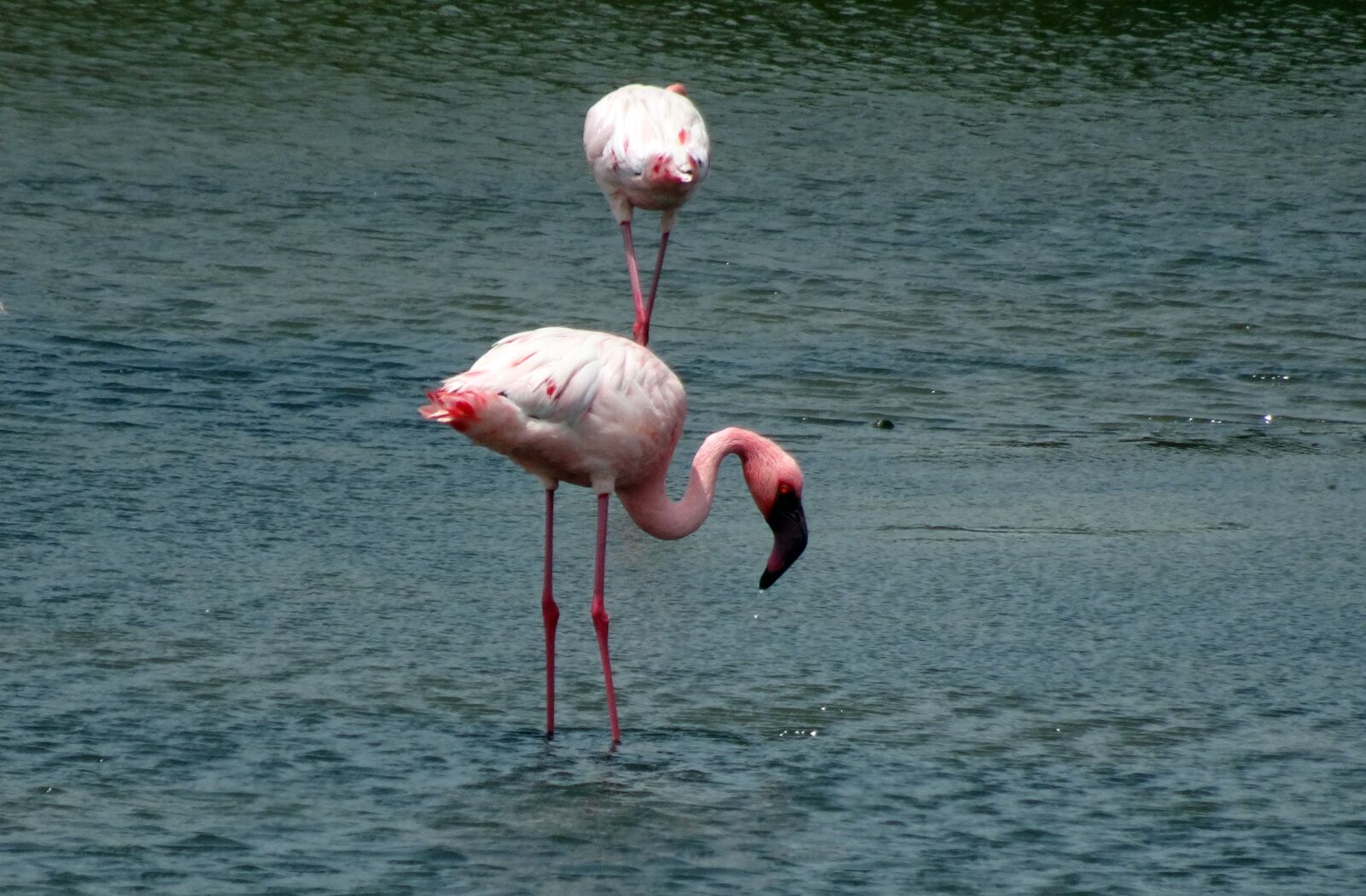 Sony Cyber-shot DSC-HX90V sample photo. Bird, lesser flamingo, phoeniconaias photography