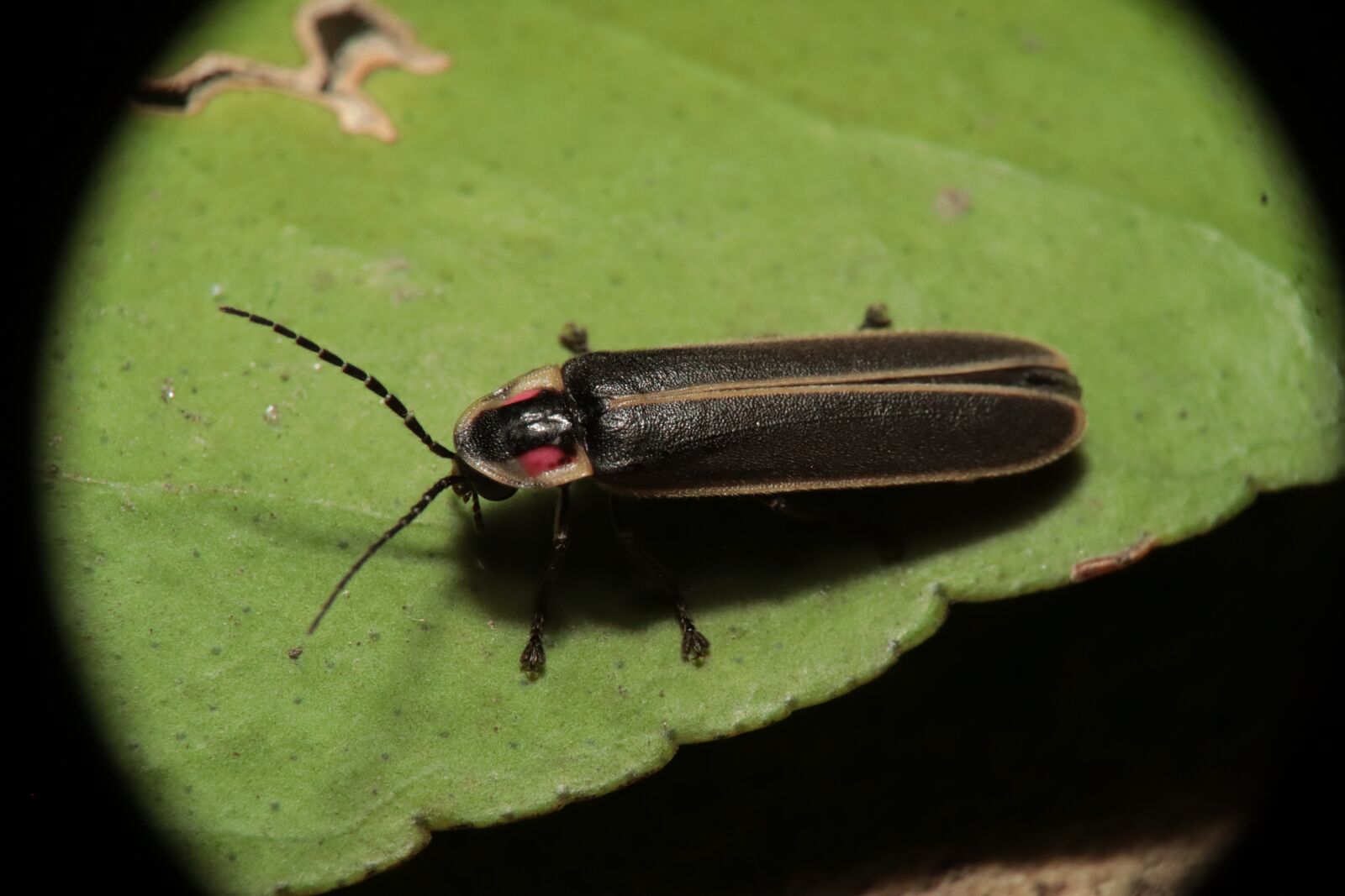 Canon EOS M50 (EOS Kiss M) sample photo. Insect, nature, garden photography
