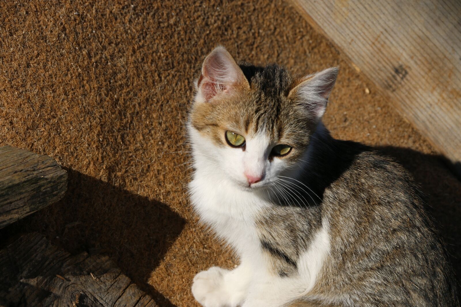 Canon EF-S 18-135mm F3.5-5.6 IS sample photo. Cat, animal, animal portrait photography