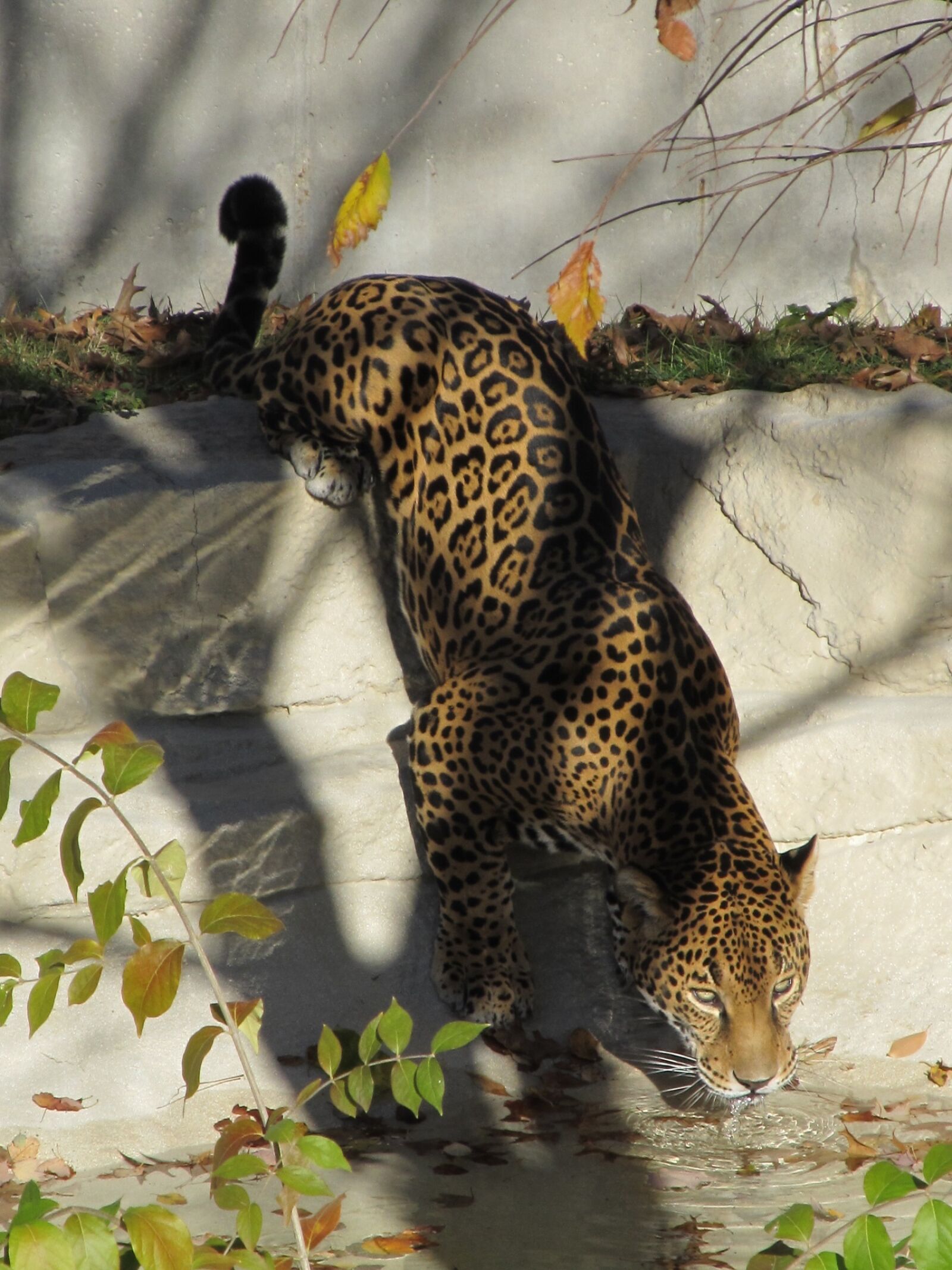 Canon PowerShot SX130 IS sample photo. Jaguar, drinking, big cat photography