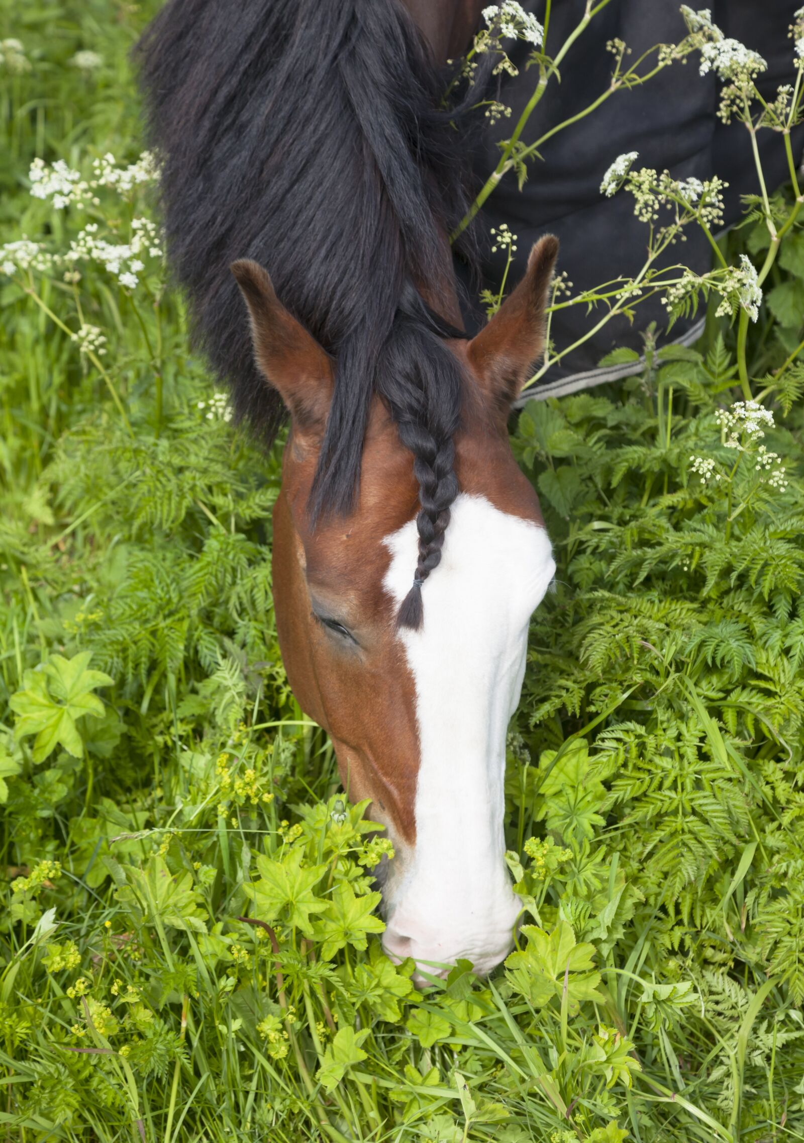 Canon EOS 5D Mark II sample photo. Horse, brush, braid photography
