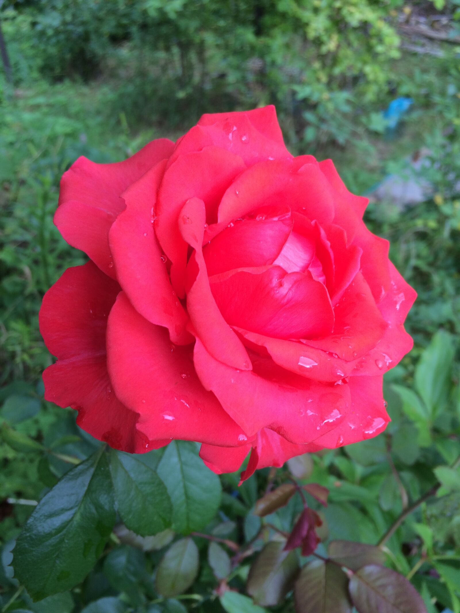 iPhone 5s back camera 4.15mm f/2.2 sample photo. Flower, red, rose photography