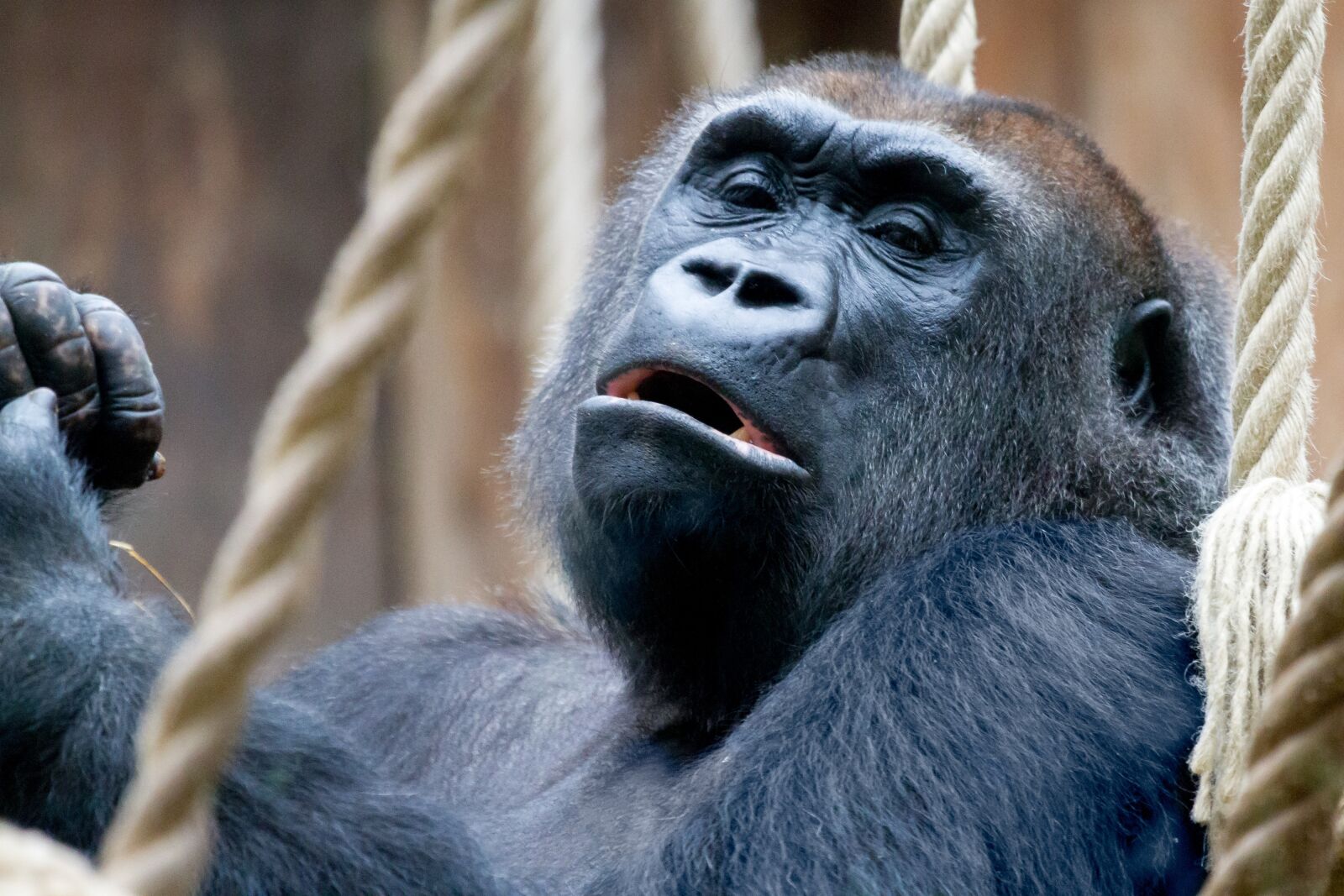 Canon EOS 7D sample photo. Gorilla, zoo, monkey photography