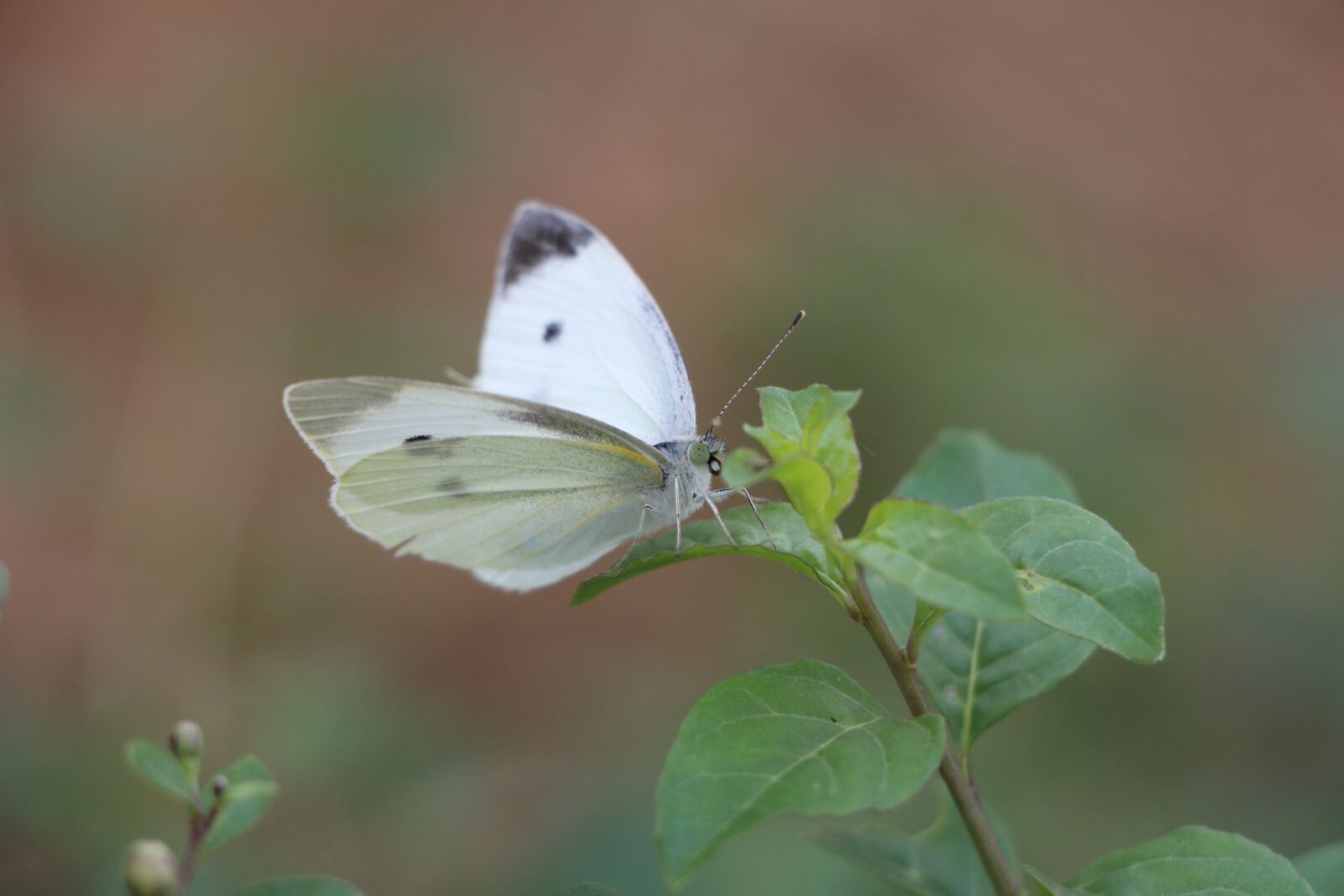 Canon EOS 700D (EOS Rebel T5i / EOS Kiss X7i) sample photo. Butterfly, animal, plant photography