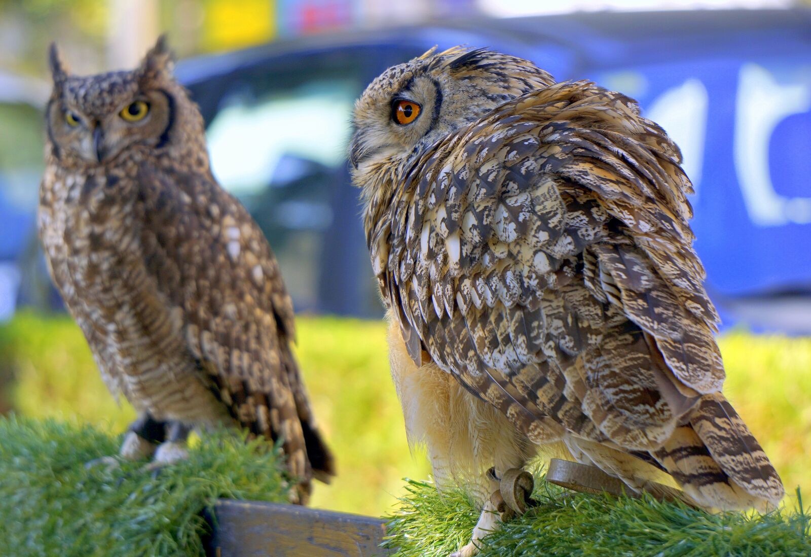 Sony E 55-210mm F4.5-6.3 OSS sample photo. Owls, birds, falconry photography