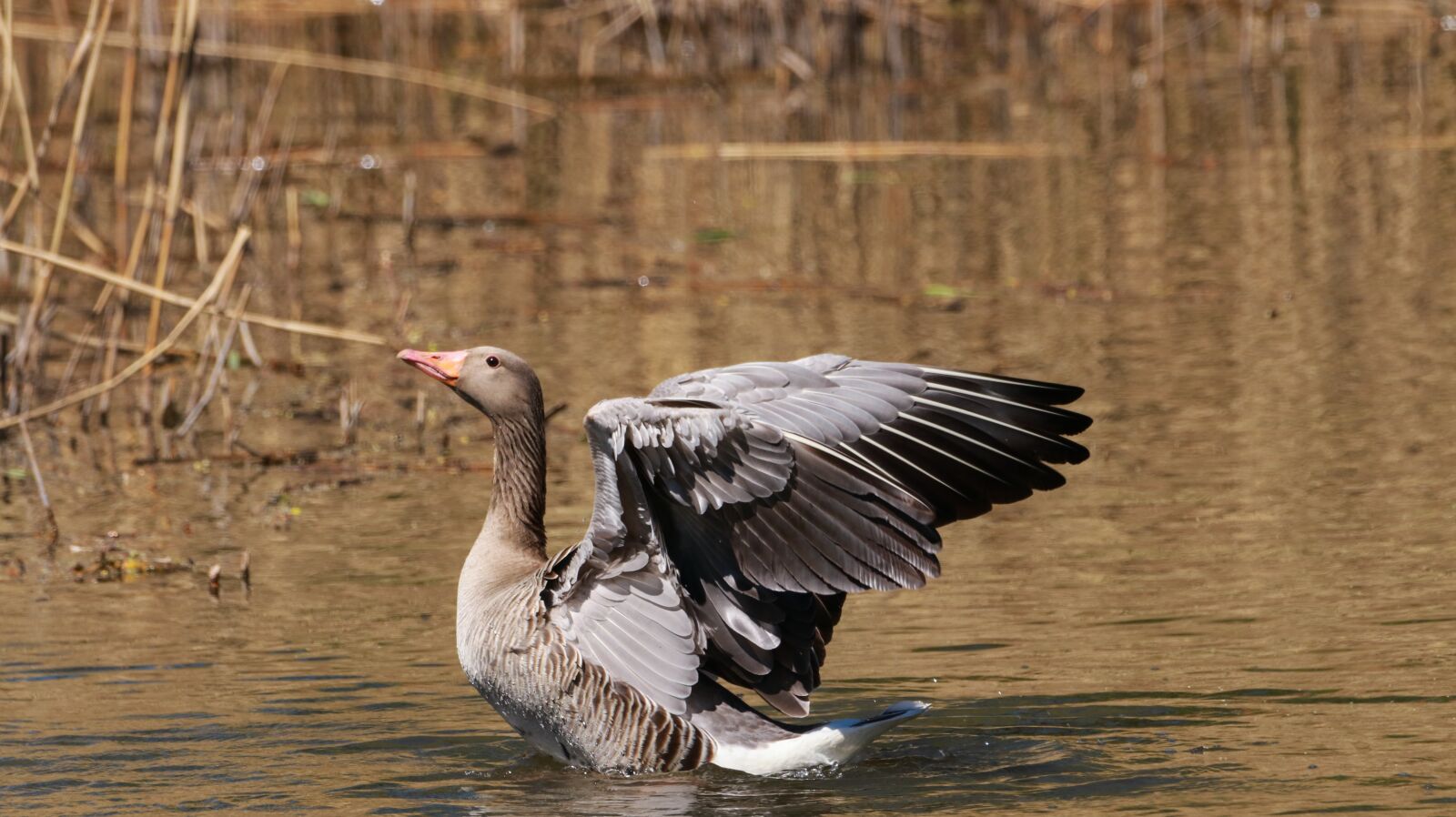 150-600mm F5-6.3 DG OS HSM | Contemporary 015 sample photo. Lake, water bird, nature photography
