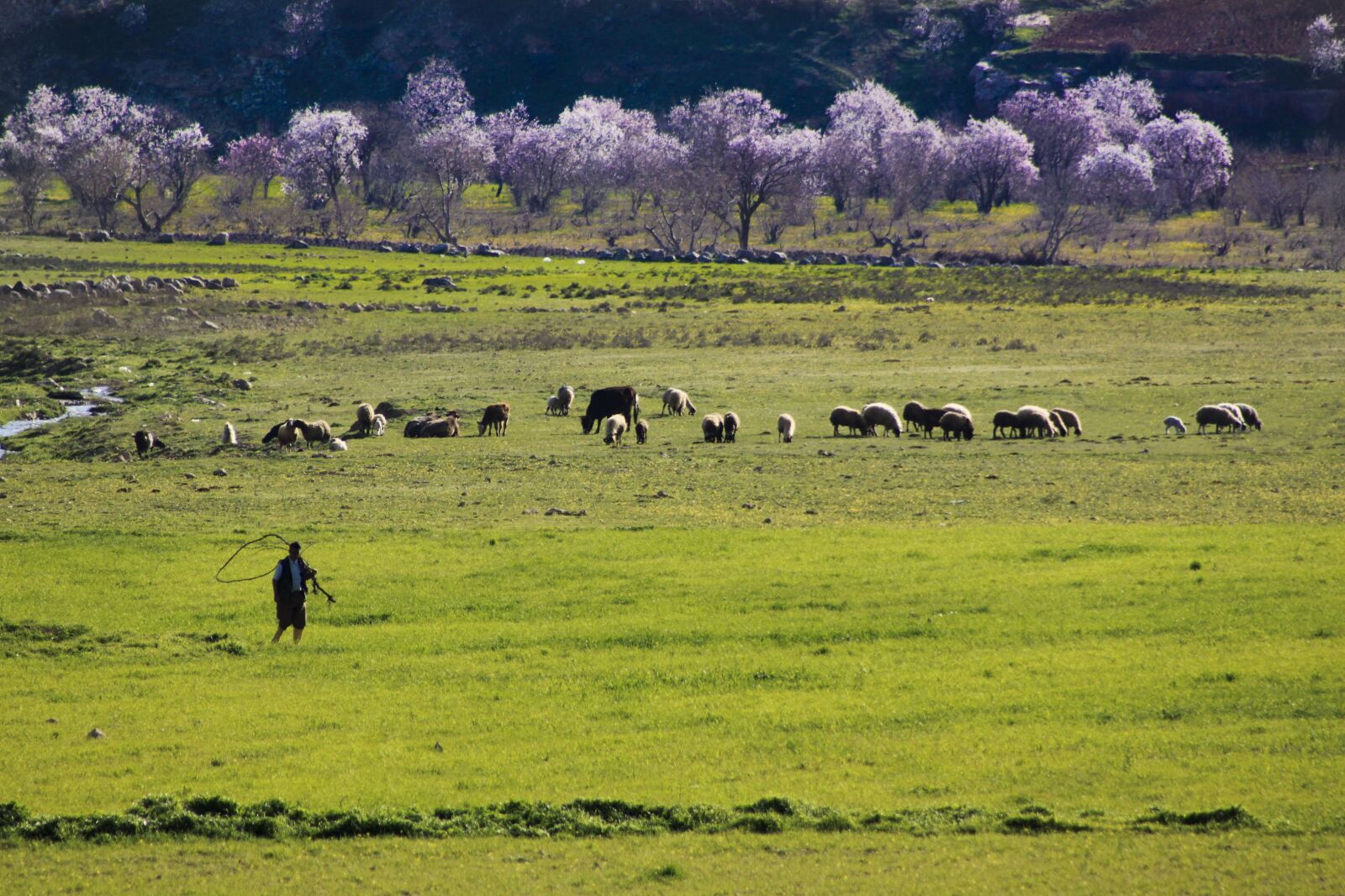 Canon EOS 500D (EOS Rebel T1i / EOS Kiss X3) sample photo. Spring, flower, grassland photography