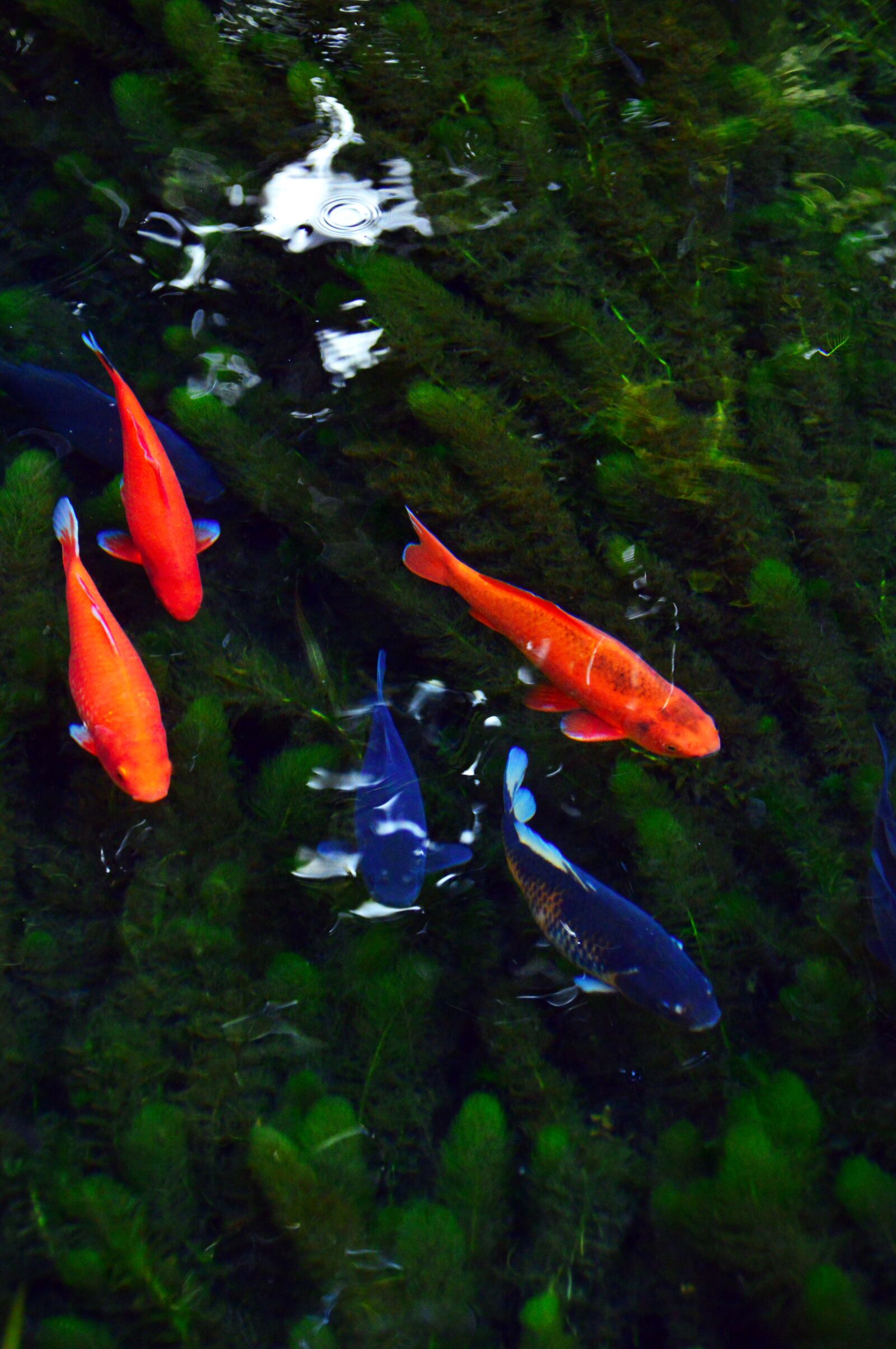 Nikon D3200 sample photo. Gold fish, water, lake photography