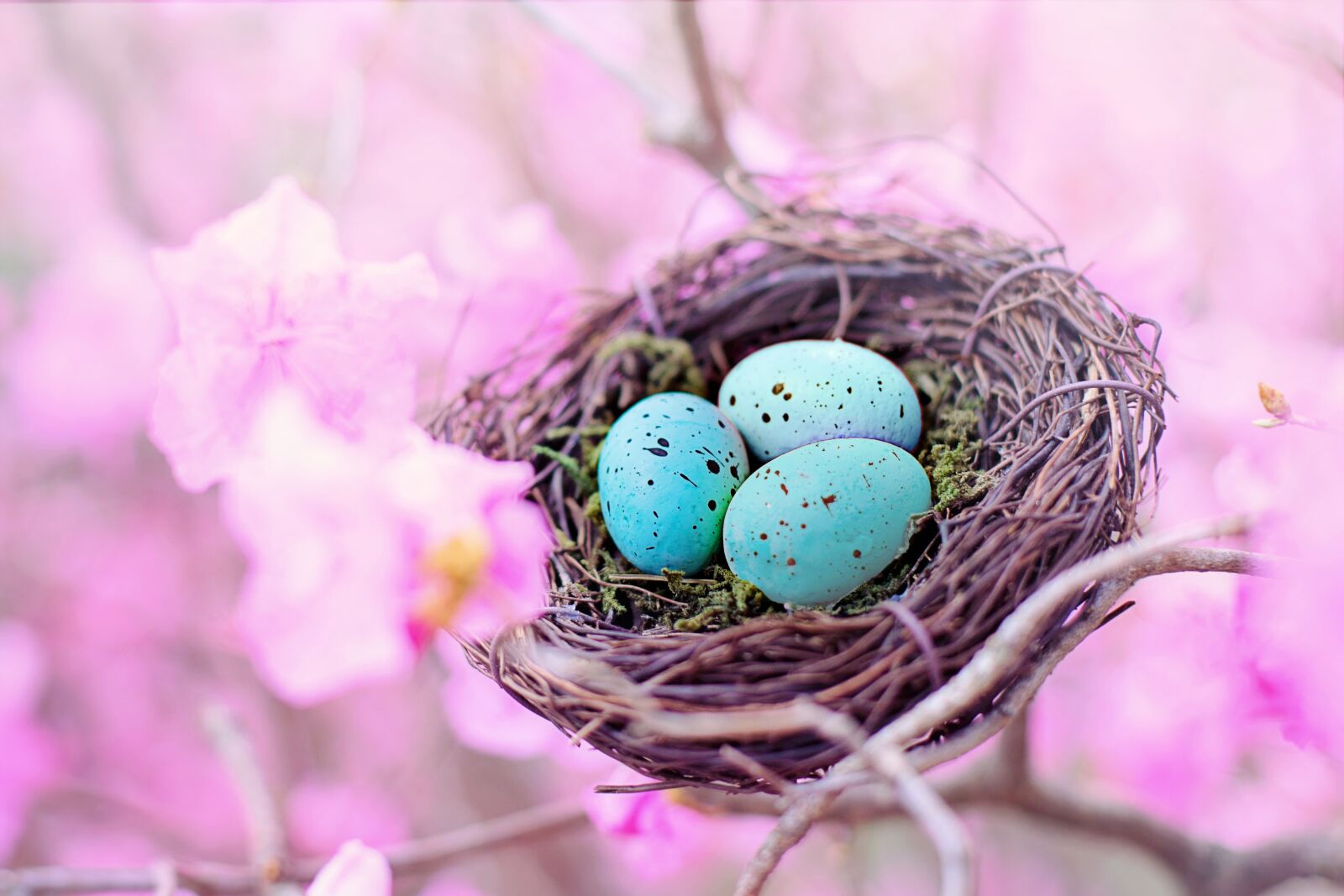 Canon EF 50mm F1.4 USM sample photo. Spring, bird's nest, eggs photography