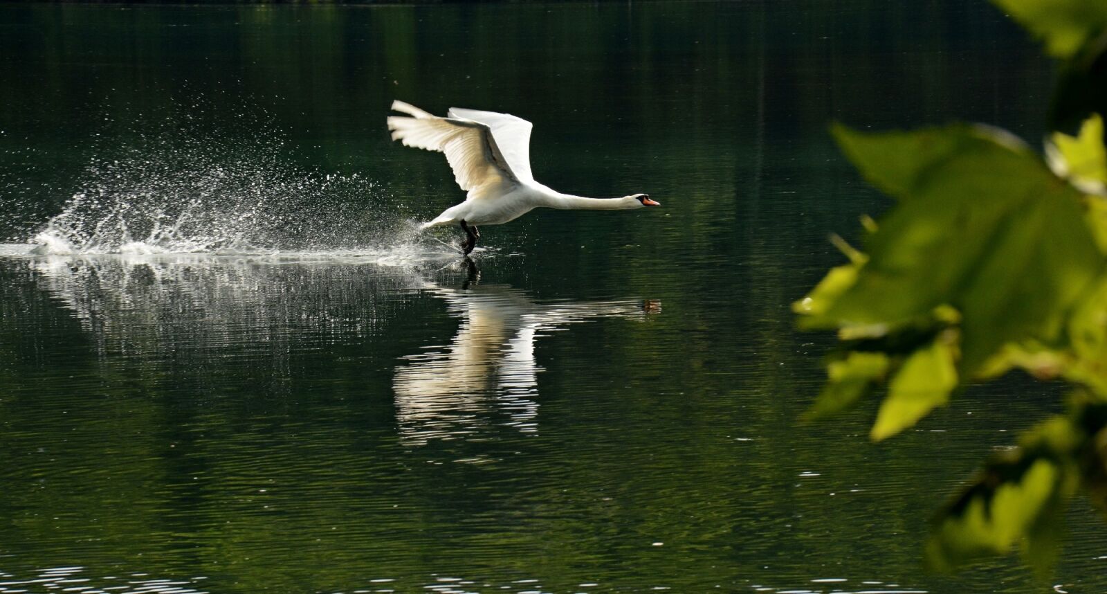 Nikon D7100 sample photo. Birds, rivers, animals photography