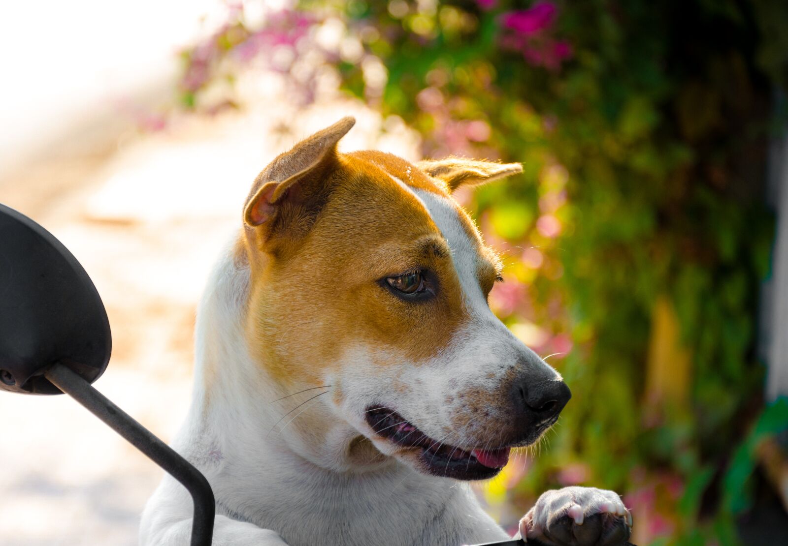 Nikon D7000 sample photo. Animal, pet, pets photography