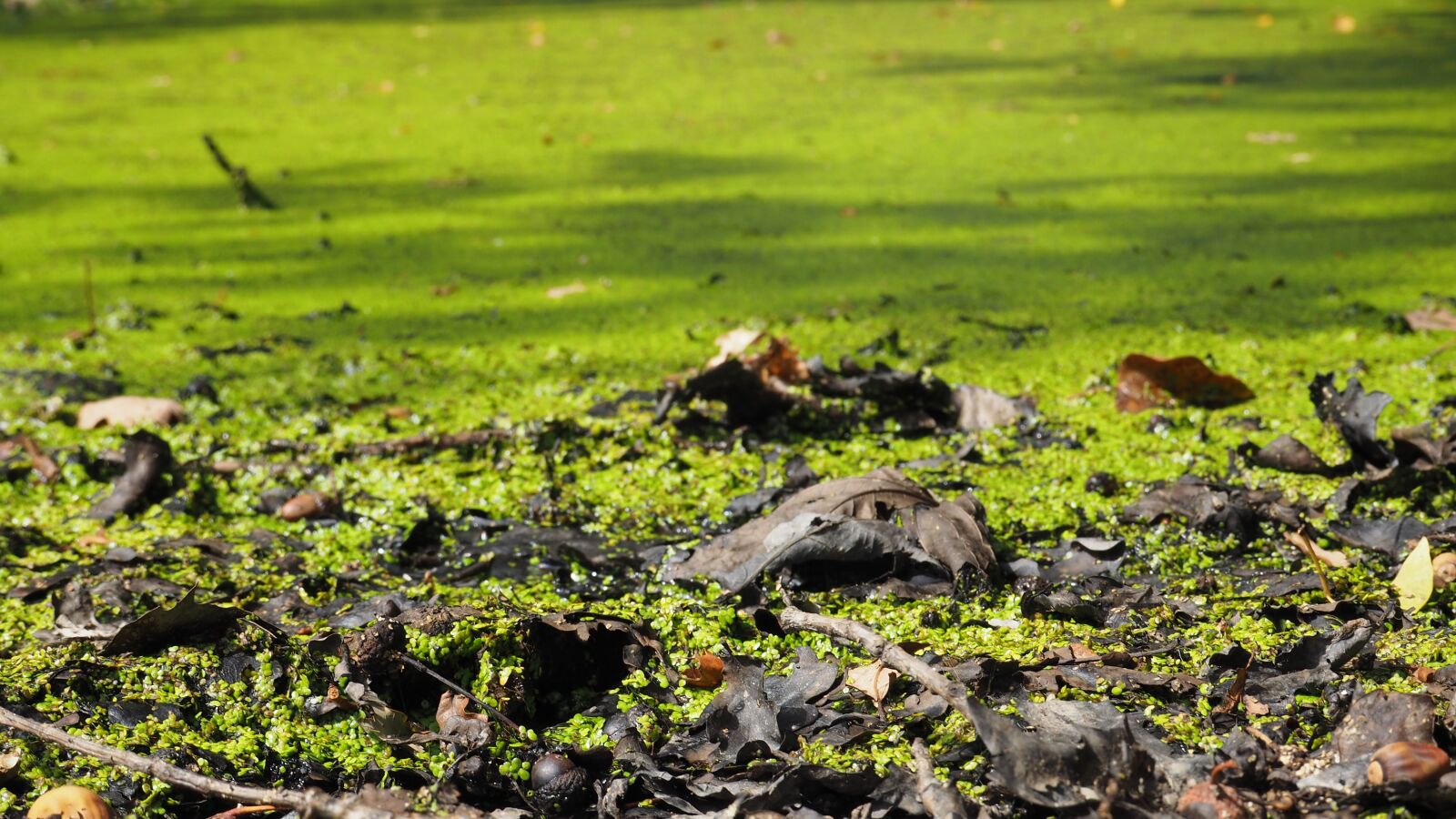 Olympus OM-D E-M10 II sample photo. Nature, pond, green photography